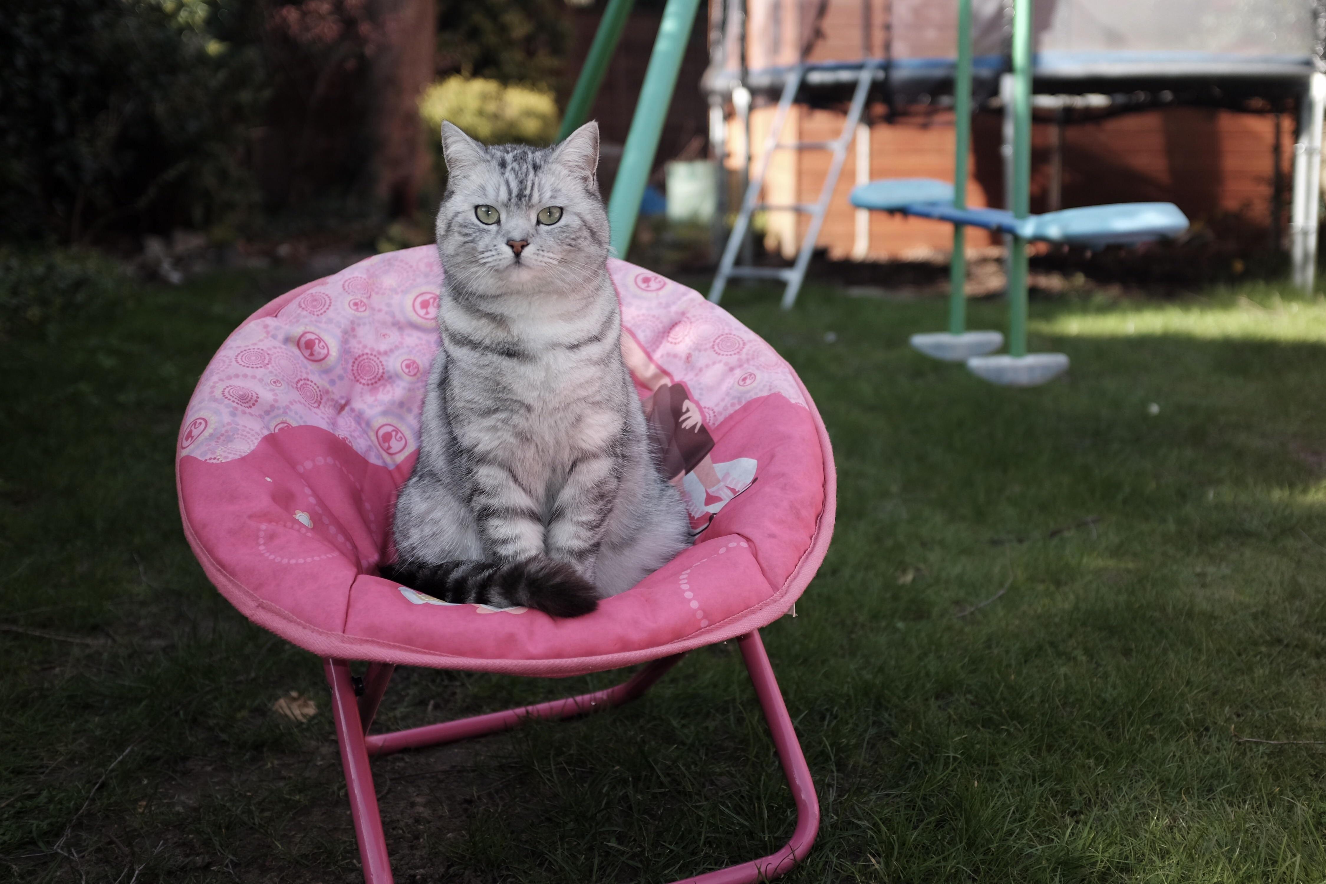 Human Chair Is Now Mine.