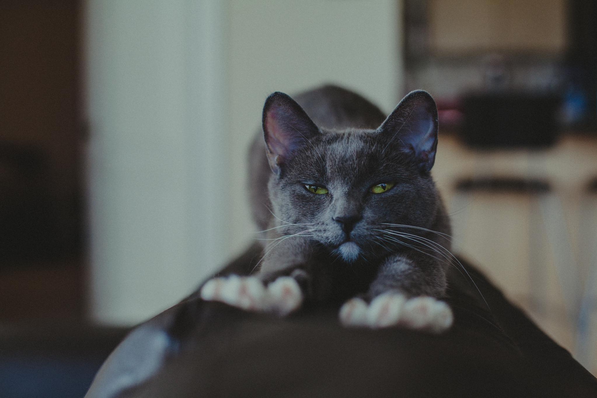 I Adopted an Adorable Rescue Kitty. Her Name Is Dax