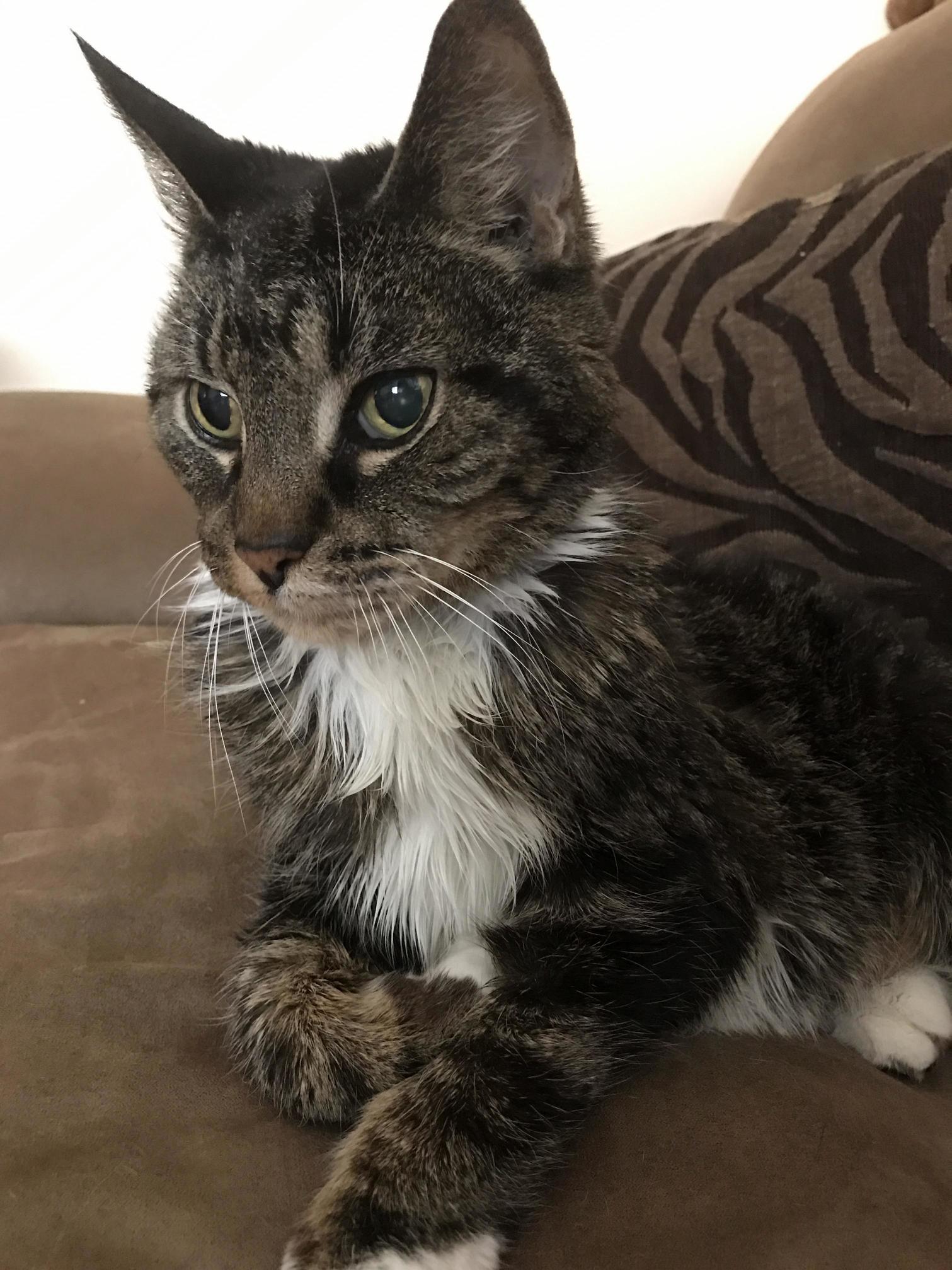 I Adopted Queen Sable Four Months Ago. Shes Seventeen but the Only Thing Im Worried About Is Her Stealing My Food When Im Not Looking.
