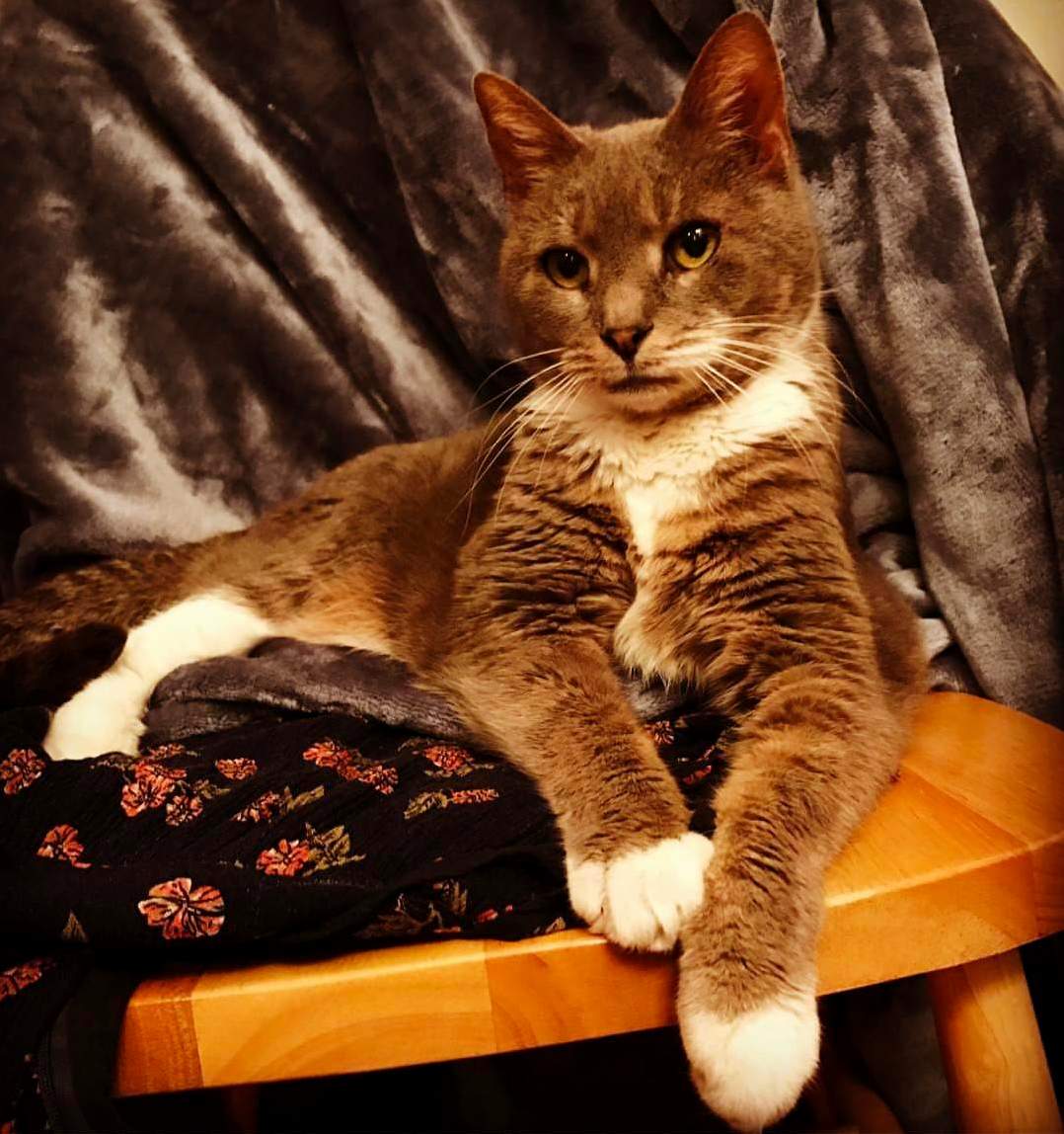I Am a Pretty Cat.