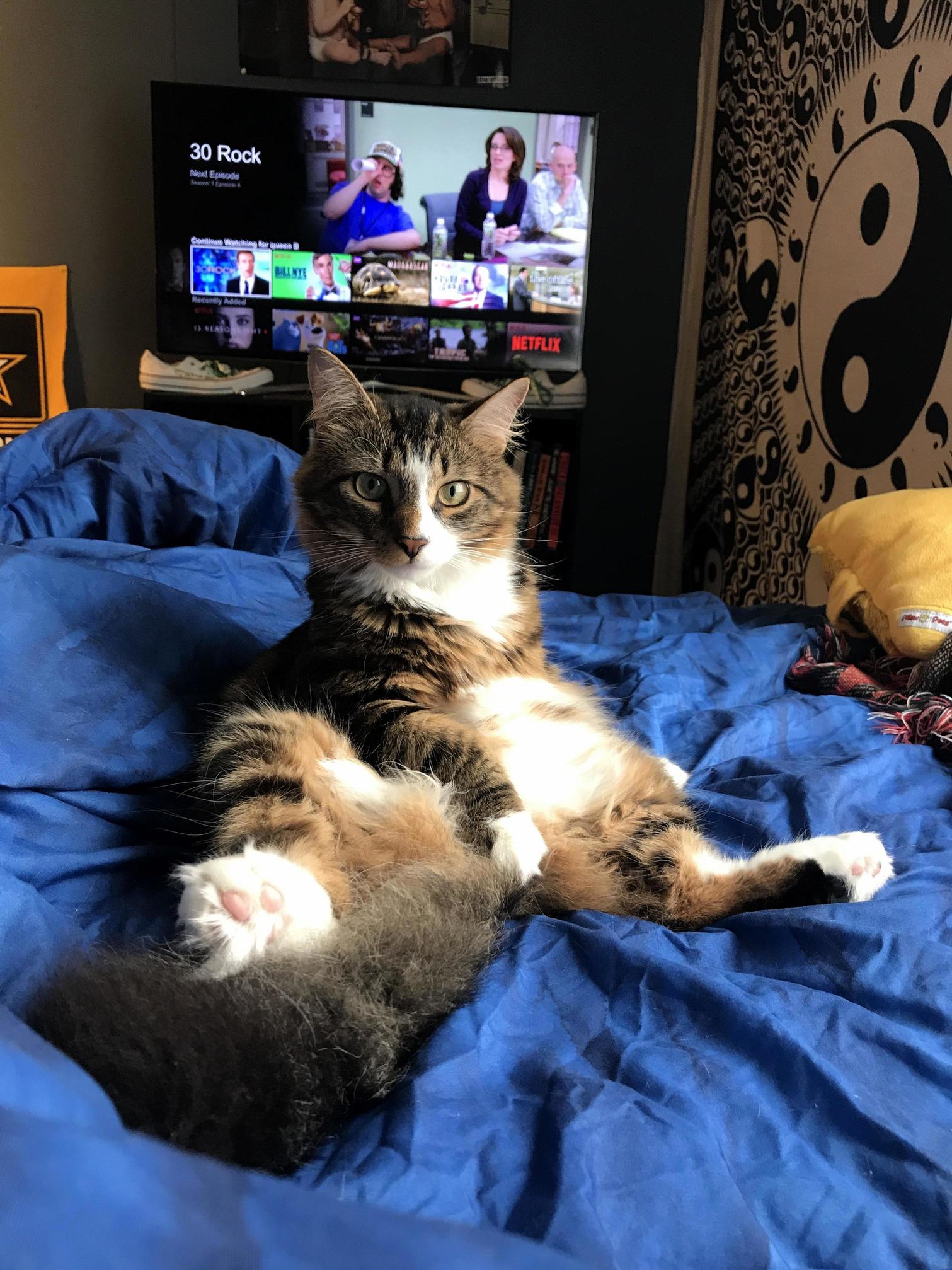I Am Obsessed with This Picture of My Cat.