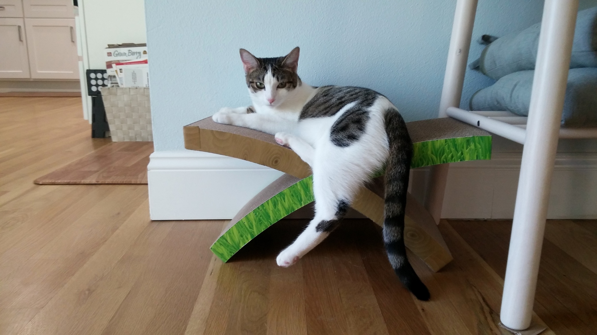I Bought My Cat an Xbox