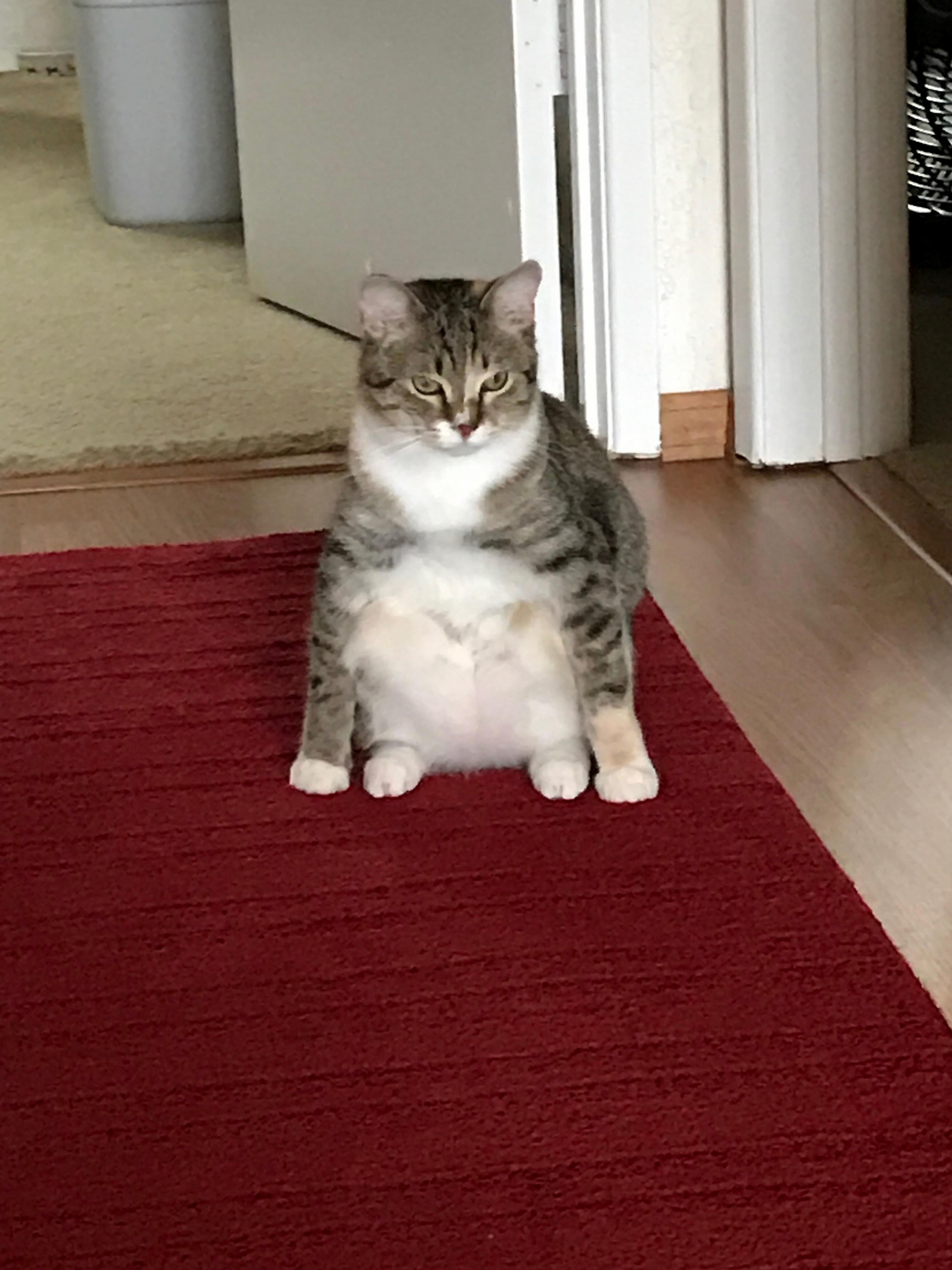 I Caught My Cat Having an Existential Crisis Today.