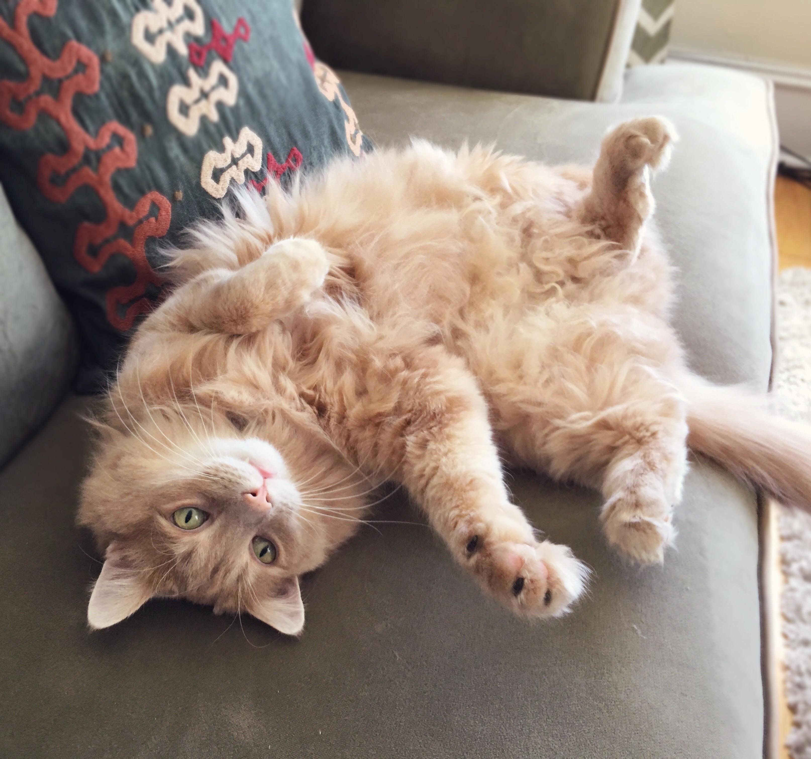 I Dare You to Rub My Belly.