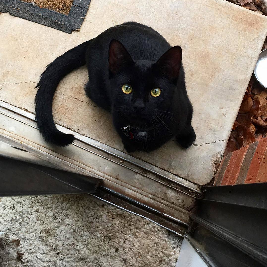 I Found This Little Guy Abandoned As a Kitten in an Alley. His Name Is Max and He Likes to Sit on Shoulders.