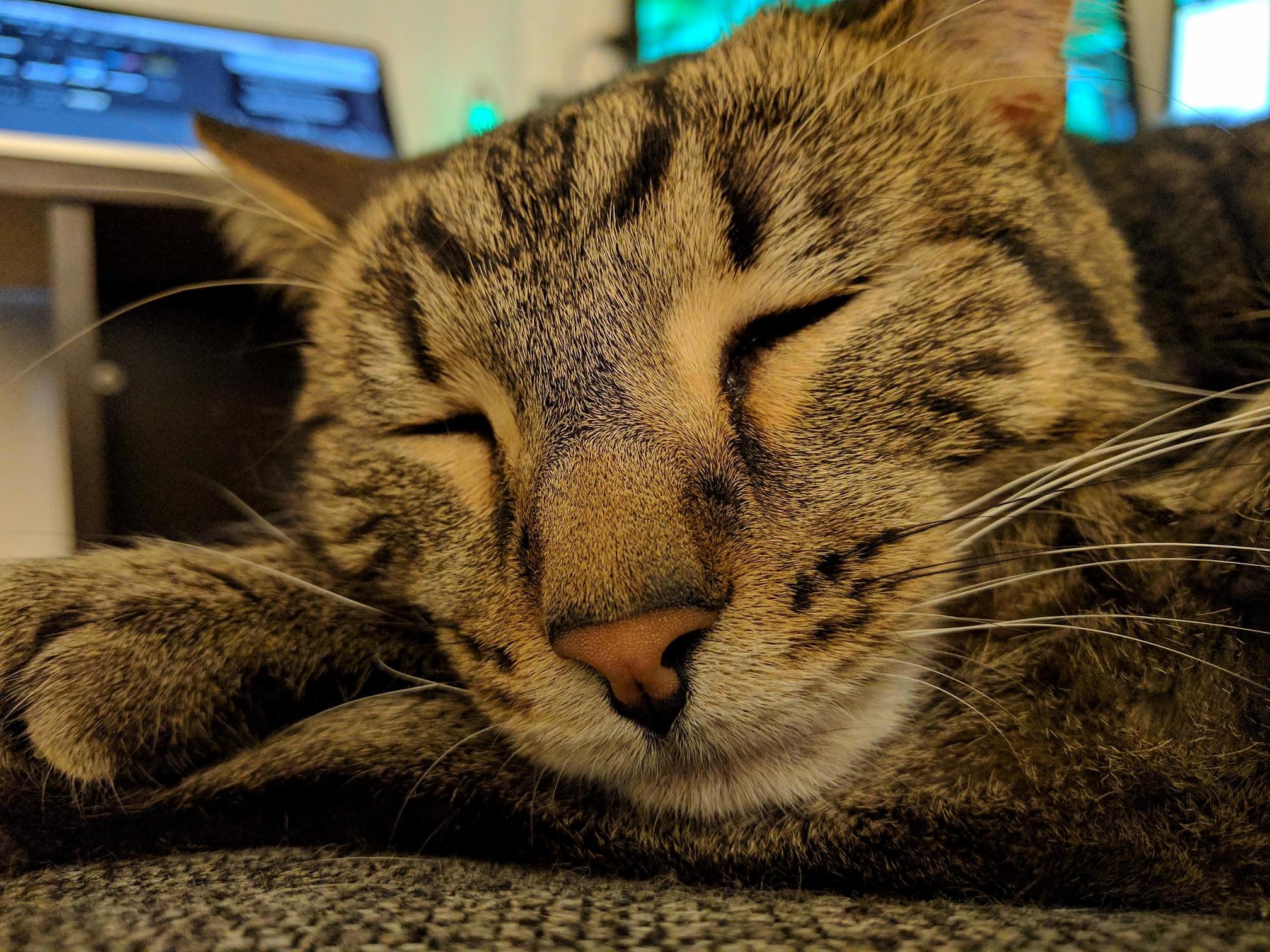 I Get Up to Use the Bathroom from Video Editing and I Came Back to This...can Never Be Mad at Him Even Though He Stole My Seat P