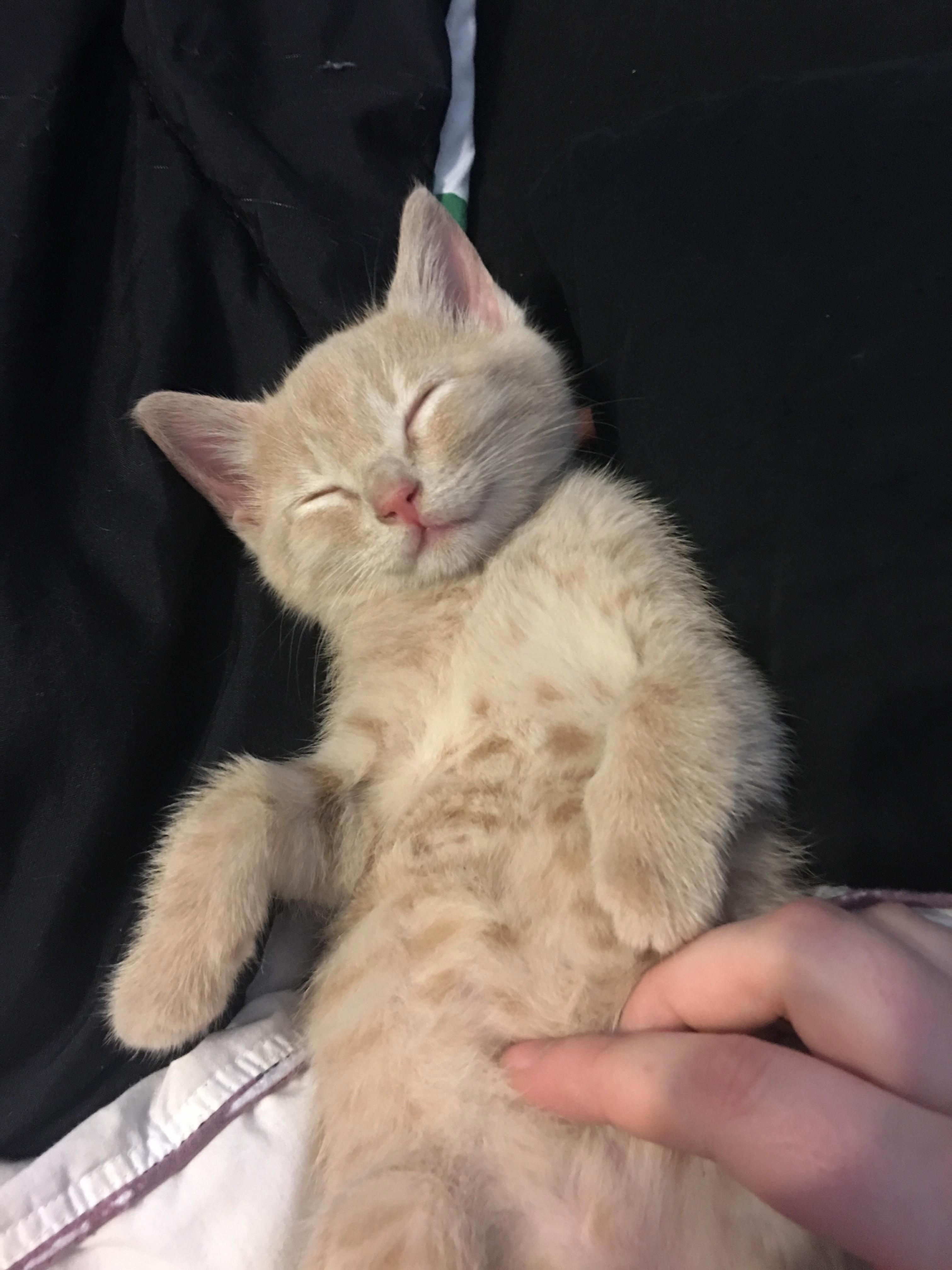 I Got This Little One Today.