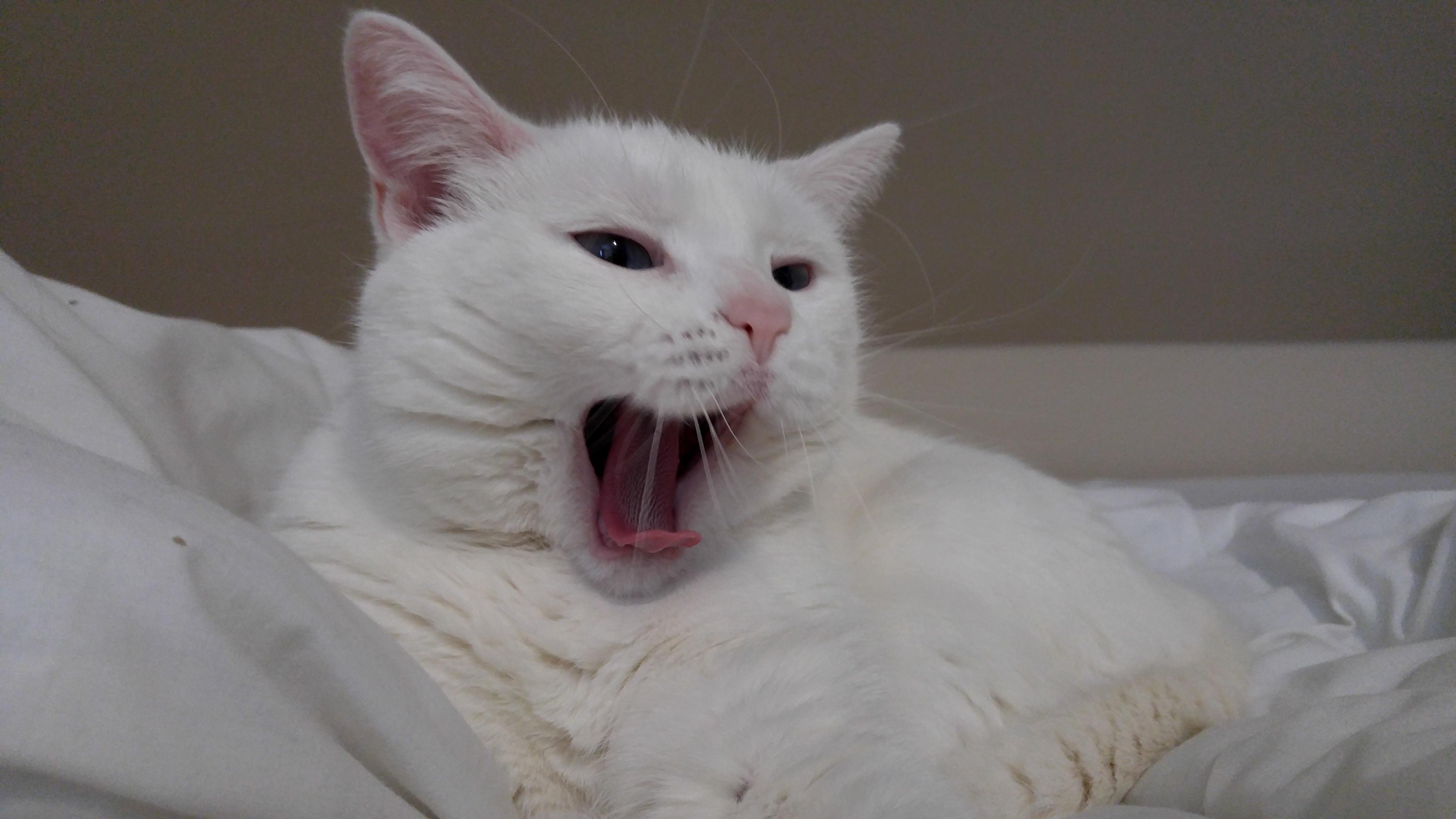 I Got This Picture at Thr Purrfect Moment