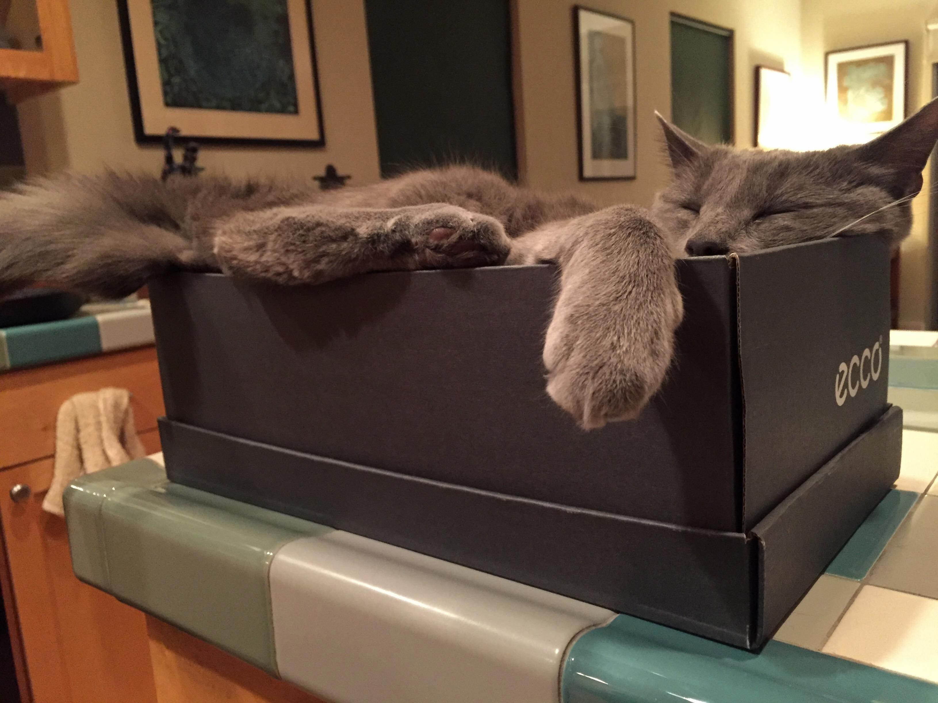 I Guess Hes Comfortable