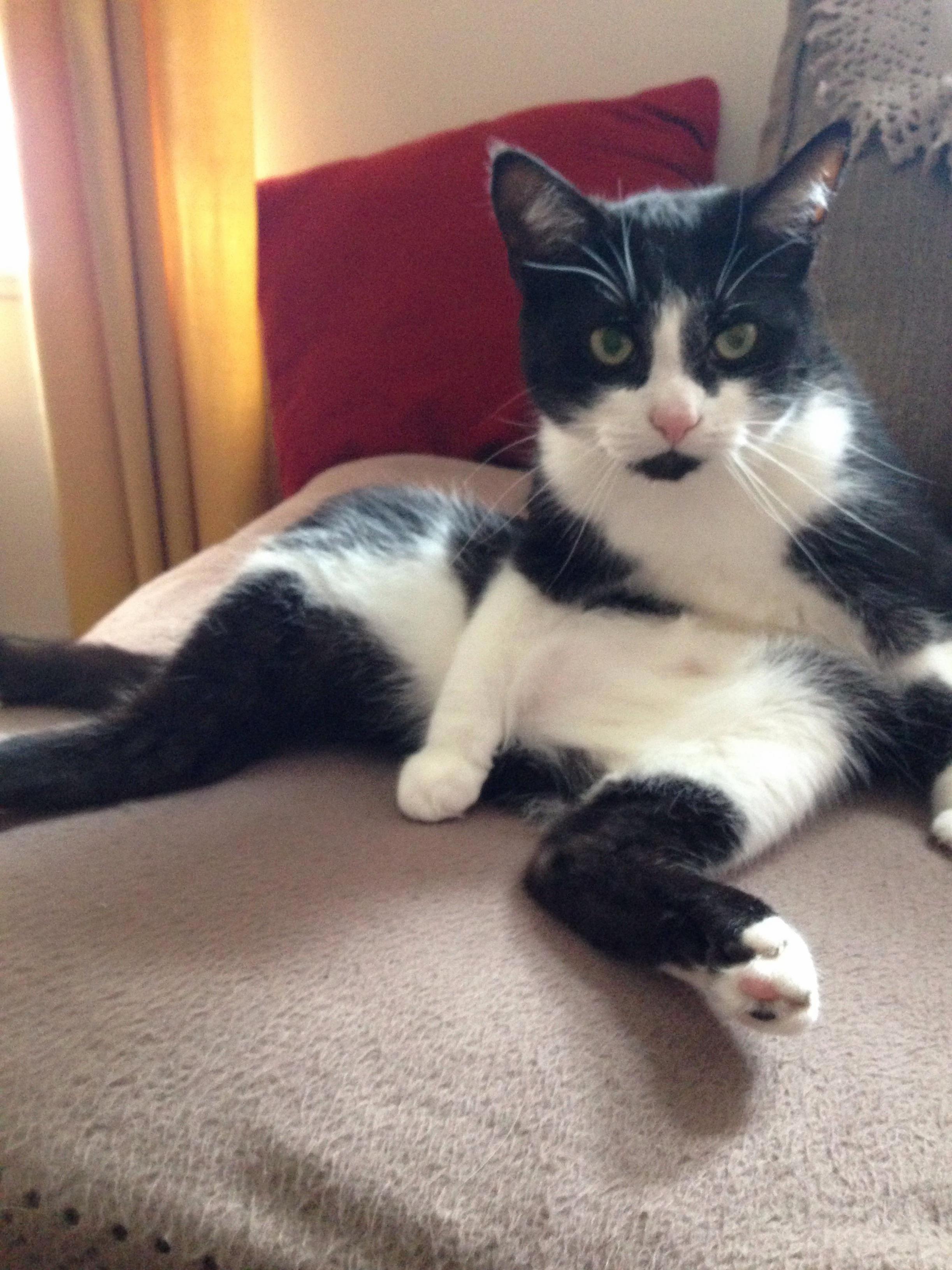 I Interrupted His Tummy Cleaning...
