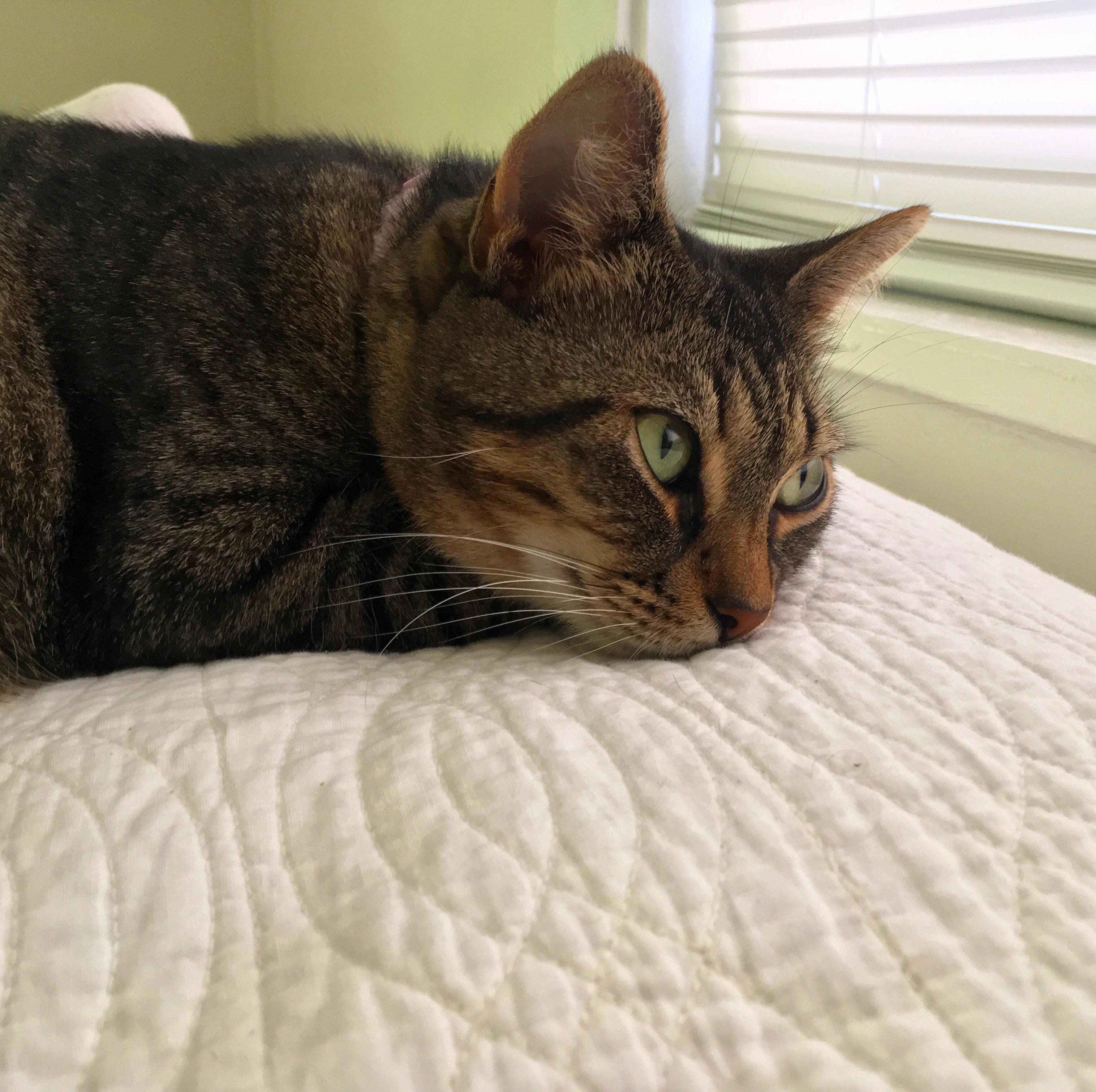 I Just Have to Gush About My Kitty and I Thought This Sub Would Appreciate Her. I Ve Had Her by My Side Since Day 1- Shes 4 Years Old Now and We Are Best Buddies. I Could Never Ask for a Better Pal