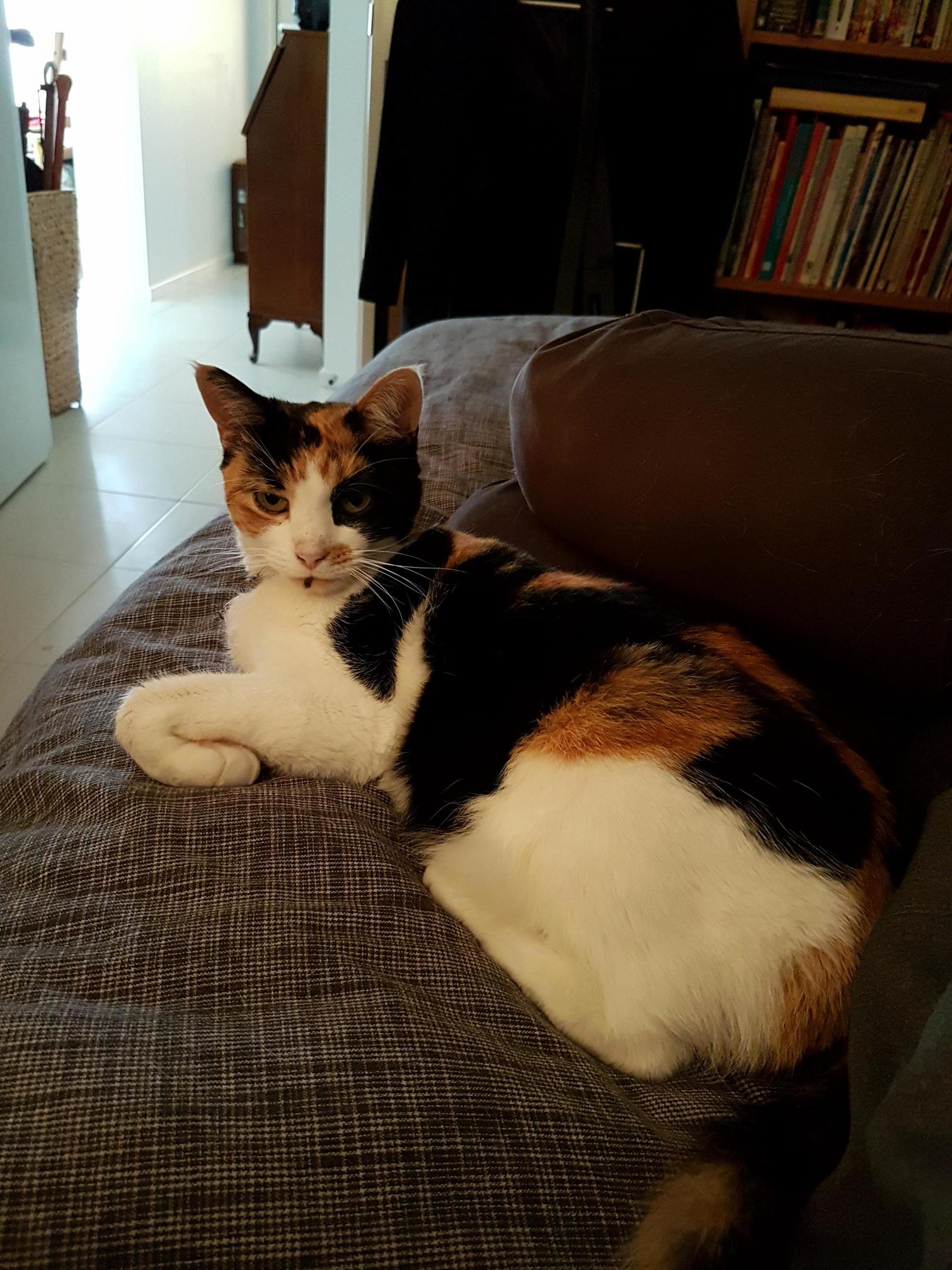 I Just Made My Cat the Happiest Cat in the World by Going Back to Bed for 20 Minutes.