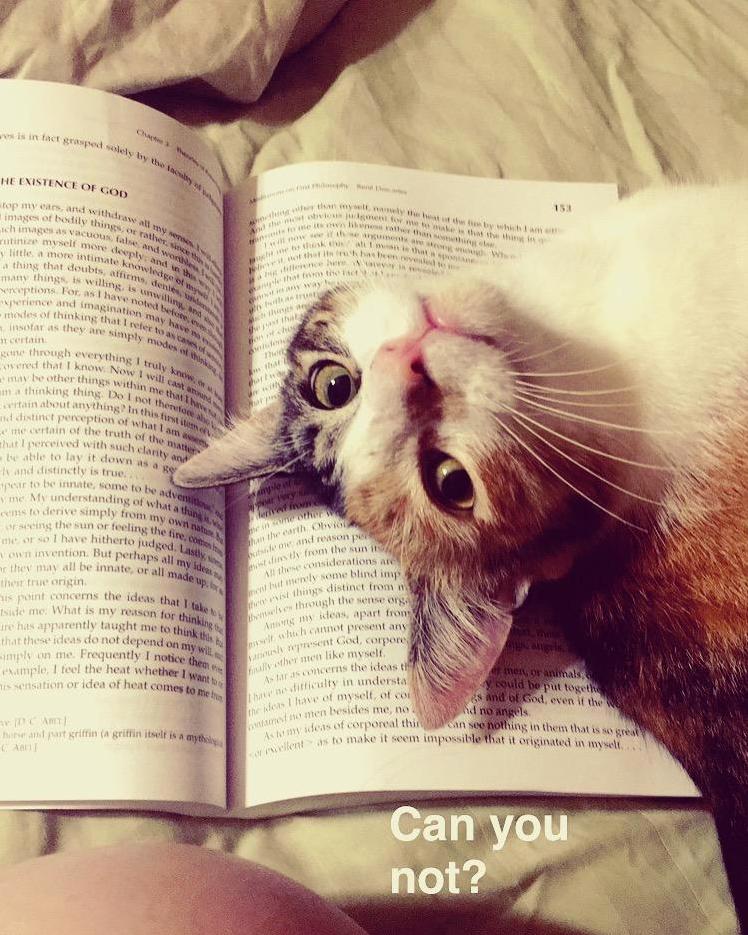 I Know Cat Owners Deal with This All the Time She Is Way More Important Than Descartes Clearly.