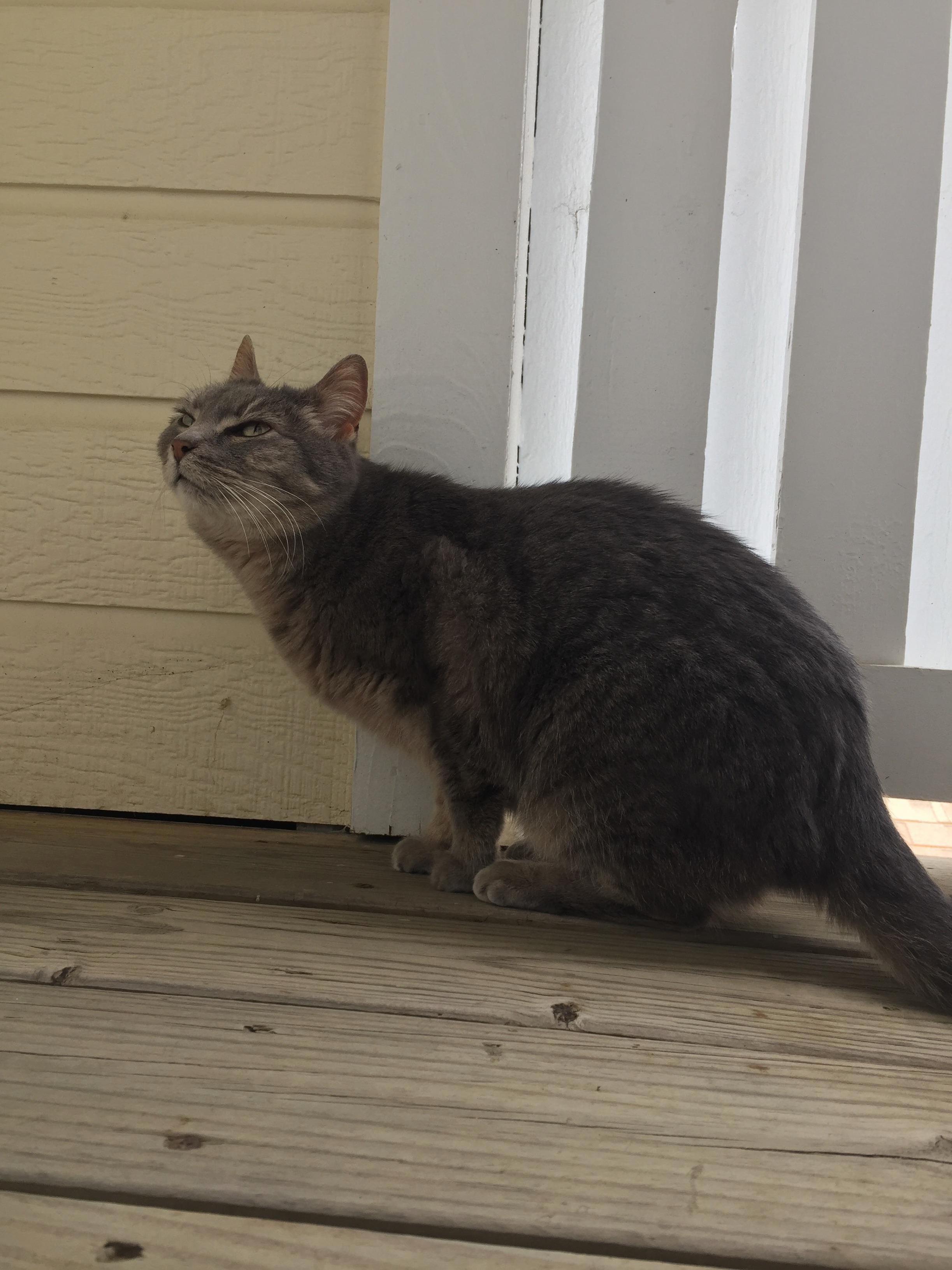 I Let My Indoor Cat Outside for the First Time in Years. She Was Not Amused.