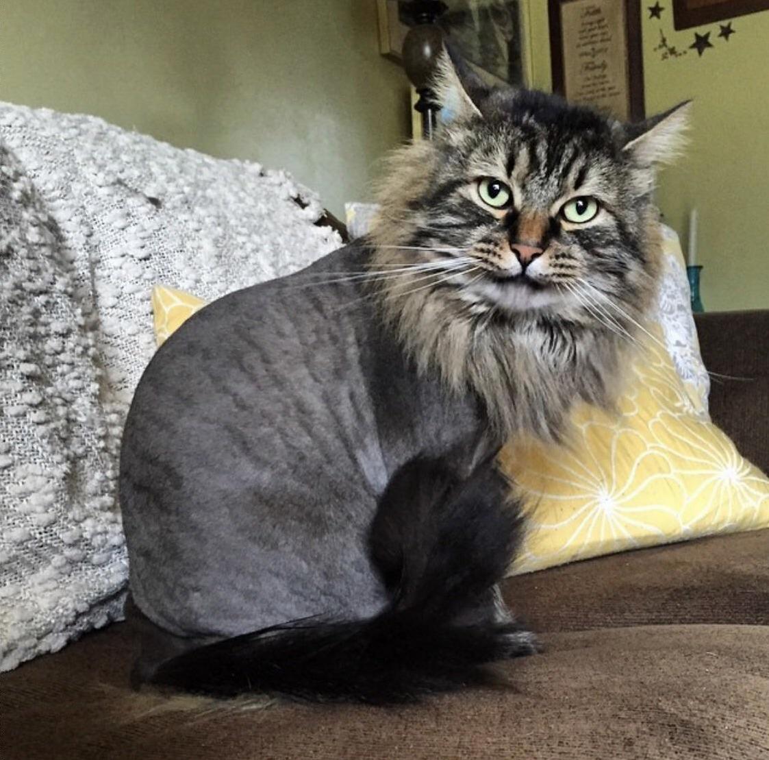 I Look Fresh with My New Lion Cut - Can We Say Meow