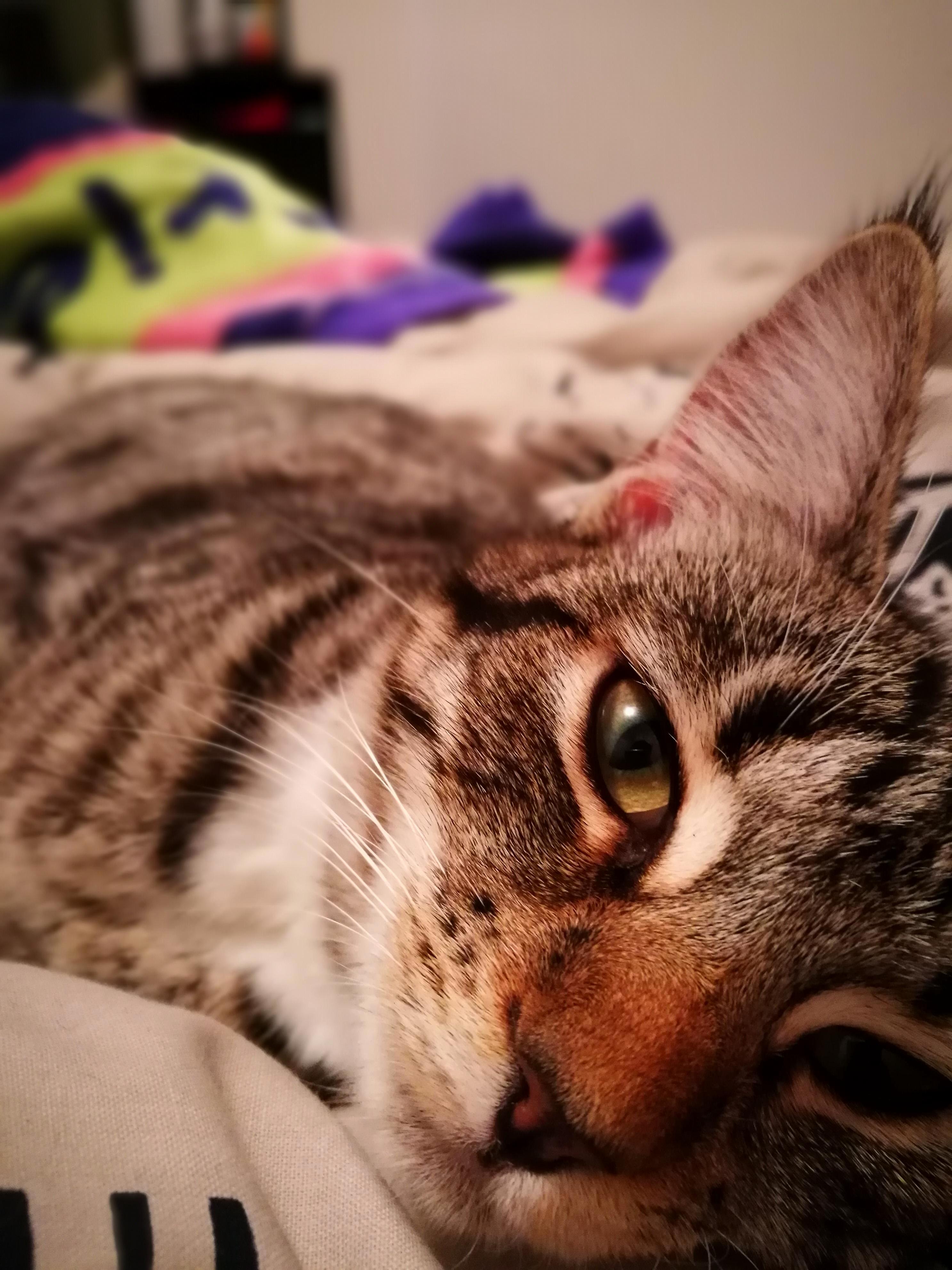 I Love This Little Creature