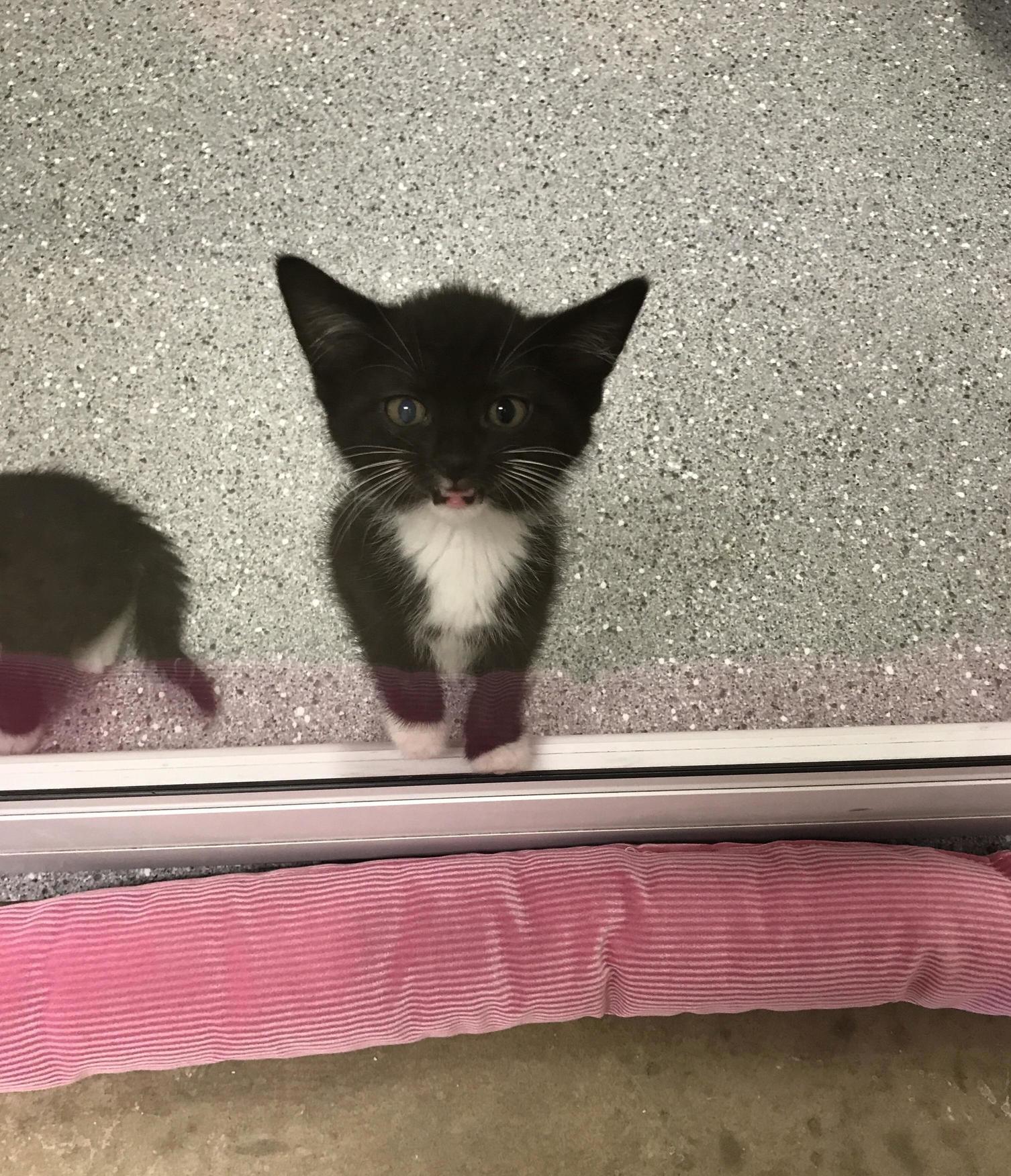 I Met a Small Child Yesterday.