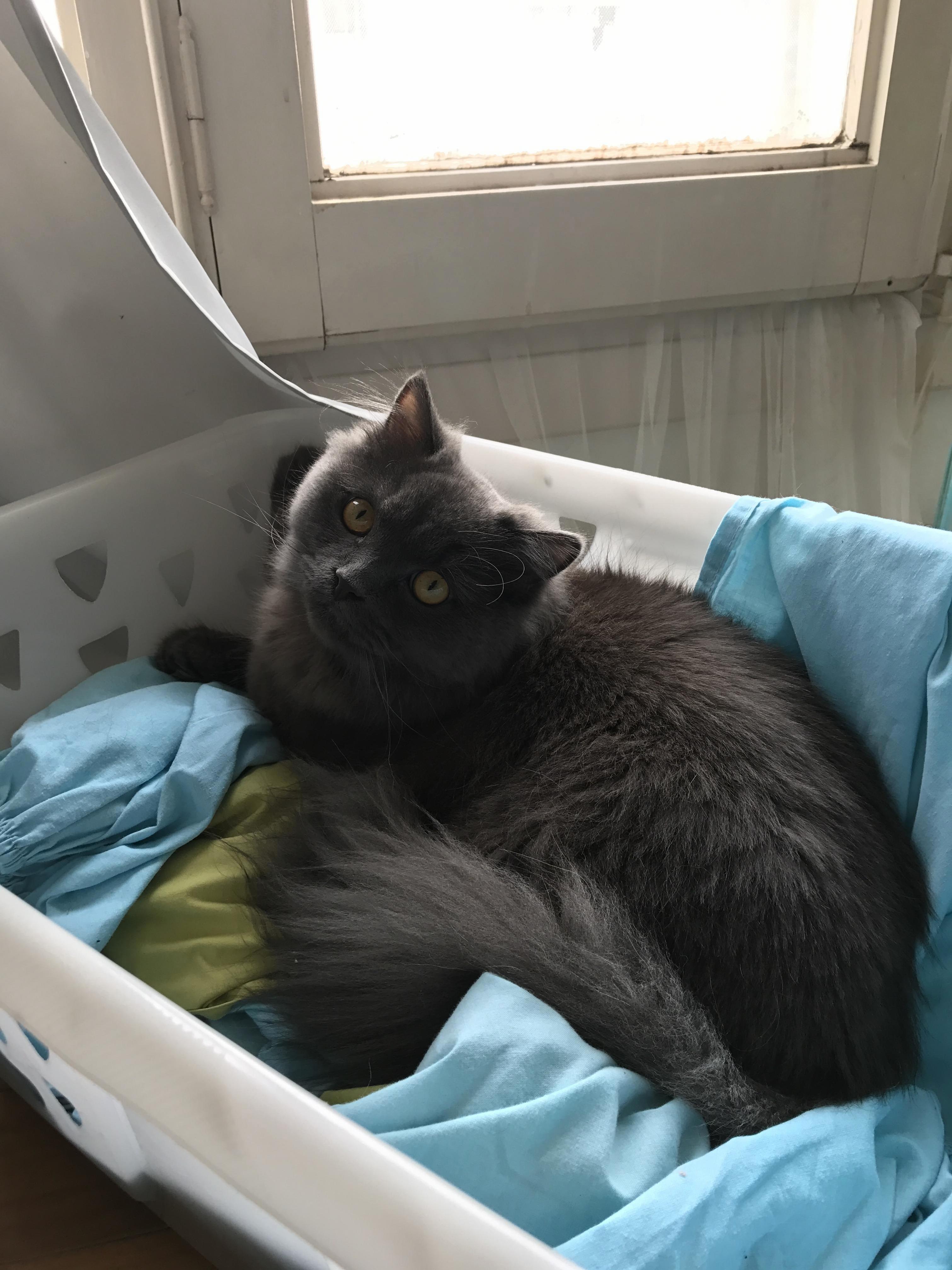 I Need Advice on Cat Vs Puppy