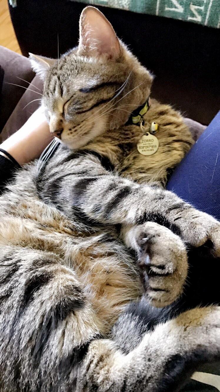 I Shall Wake Up from My All Day Nap So I Can Come Nap on My Human When She Gets Home from Work