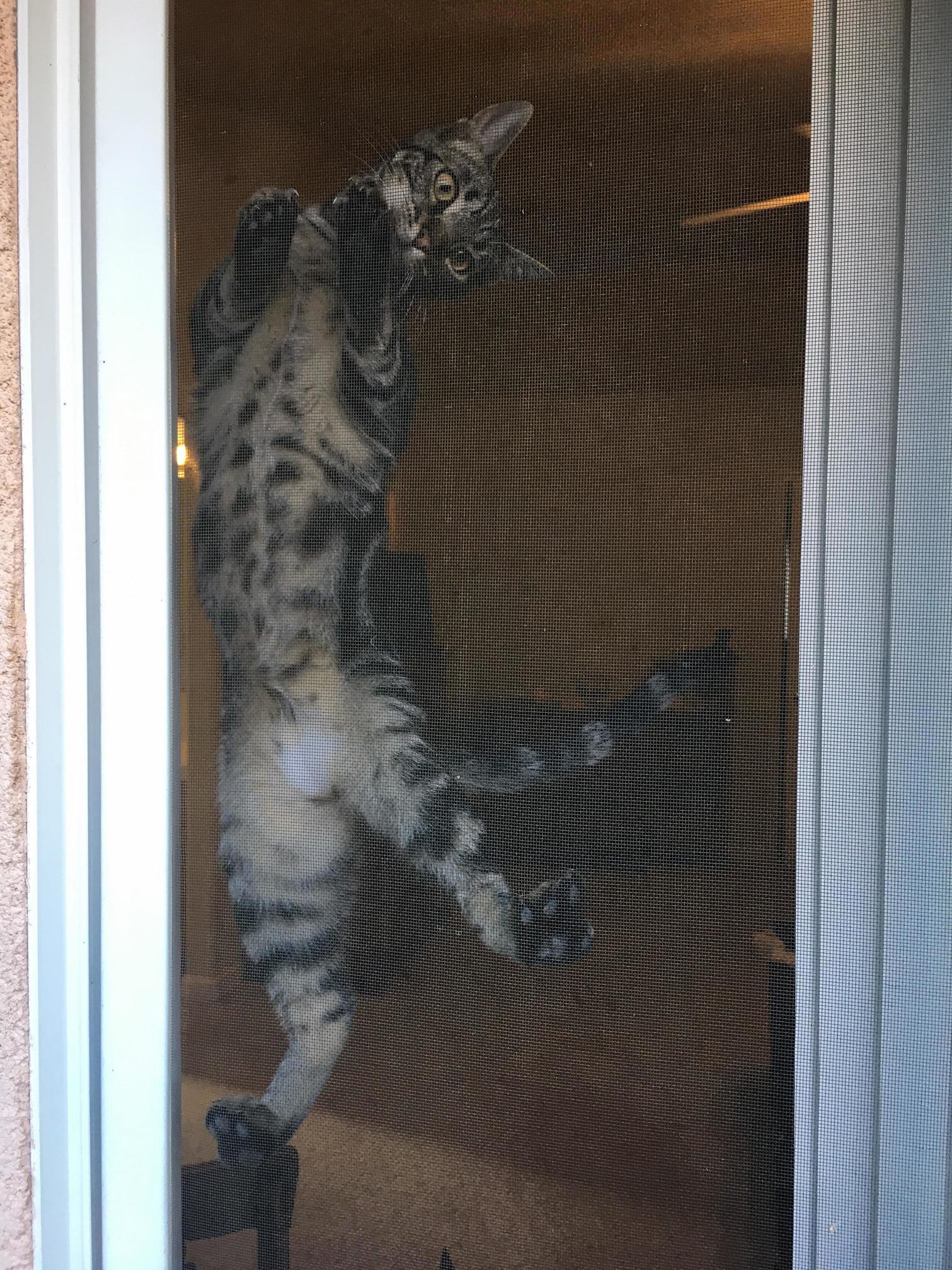 I Think Kirk Wants Outside