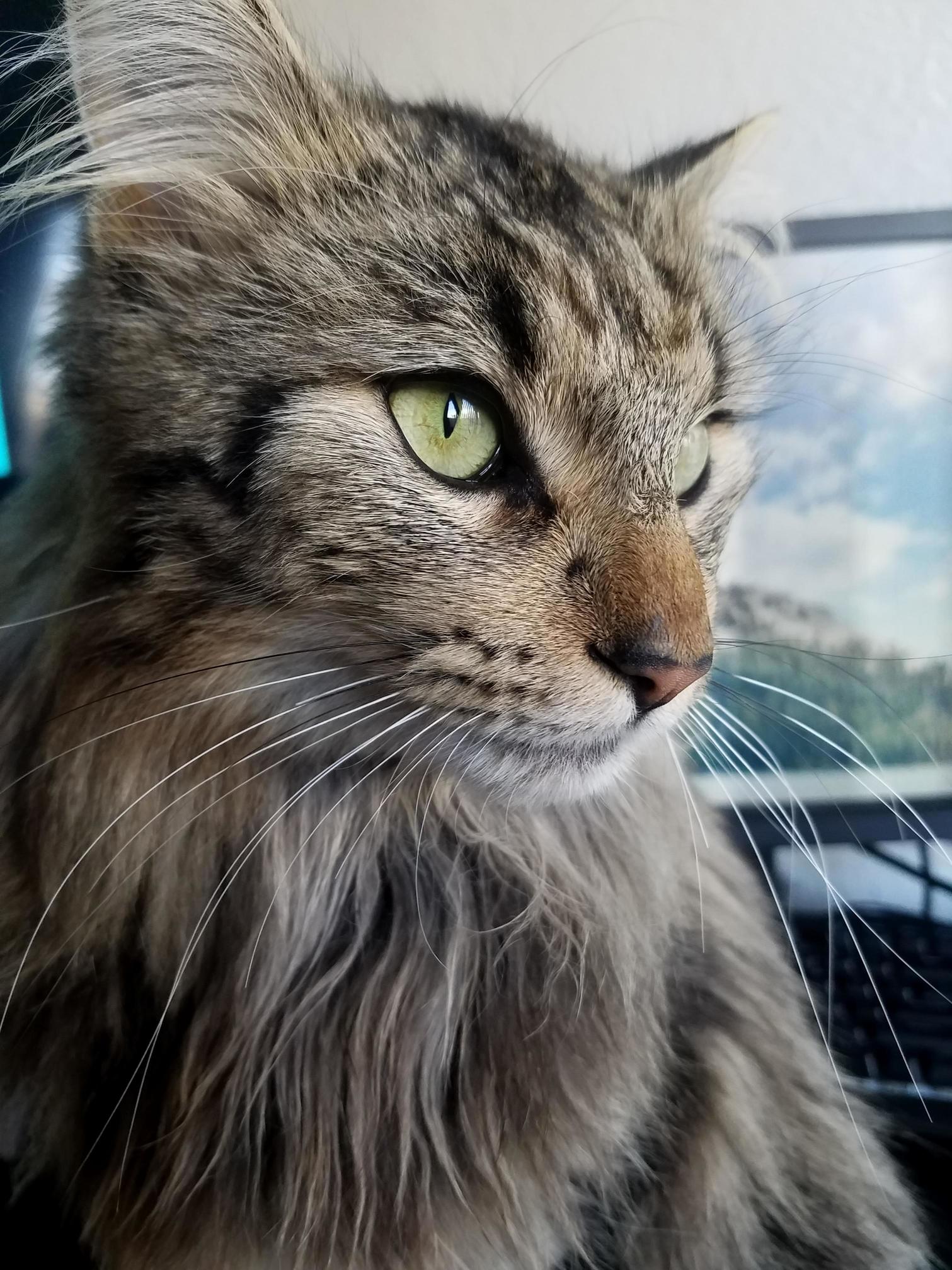I Think My Cat Is Cute