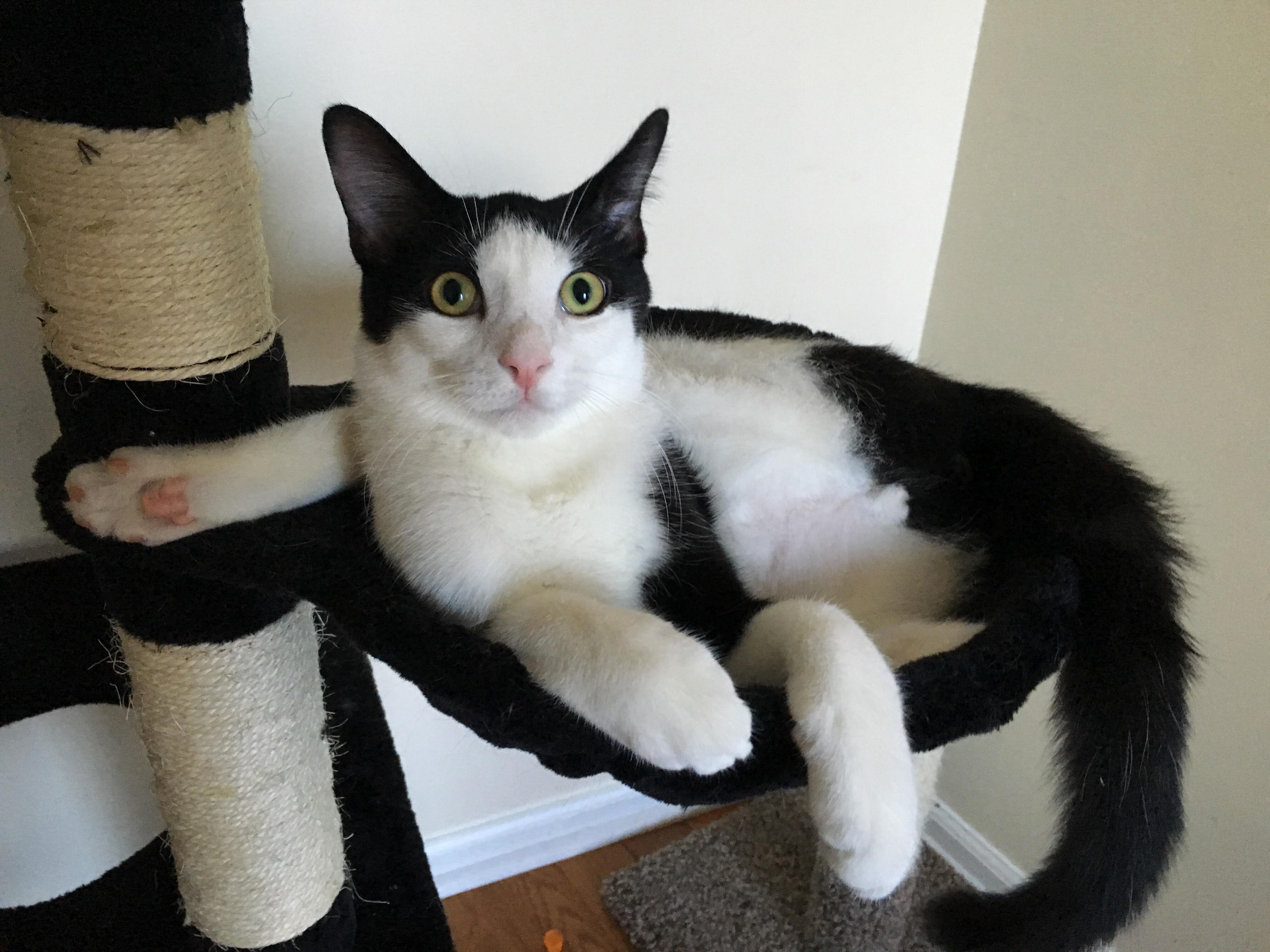 I Think My Cat Starts Practicing Yoga