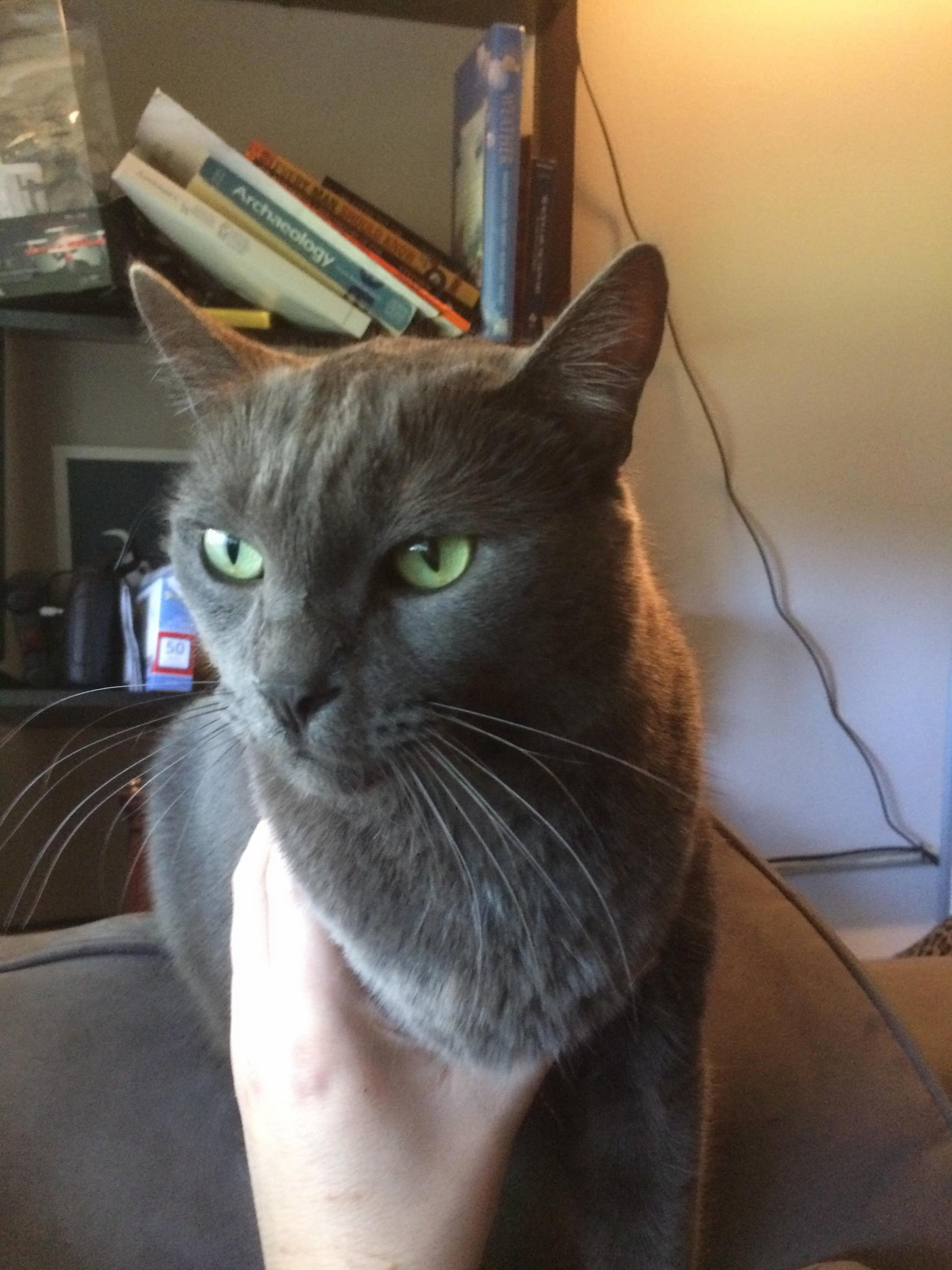 I Thought Hansel Was Looking Rather Regal Today