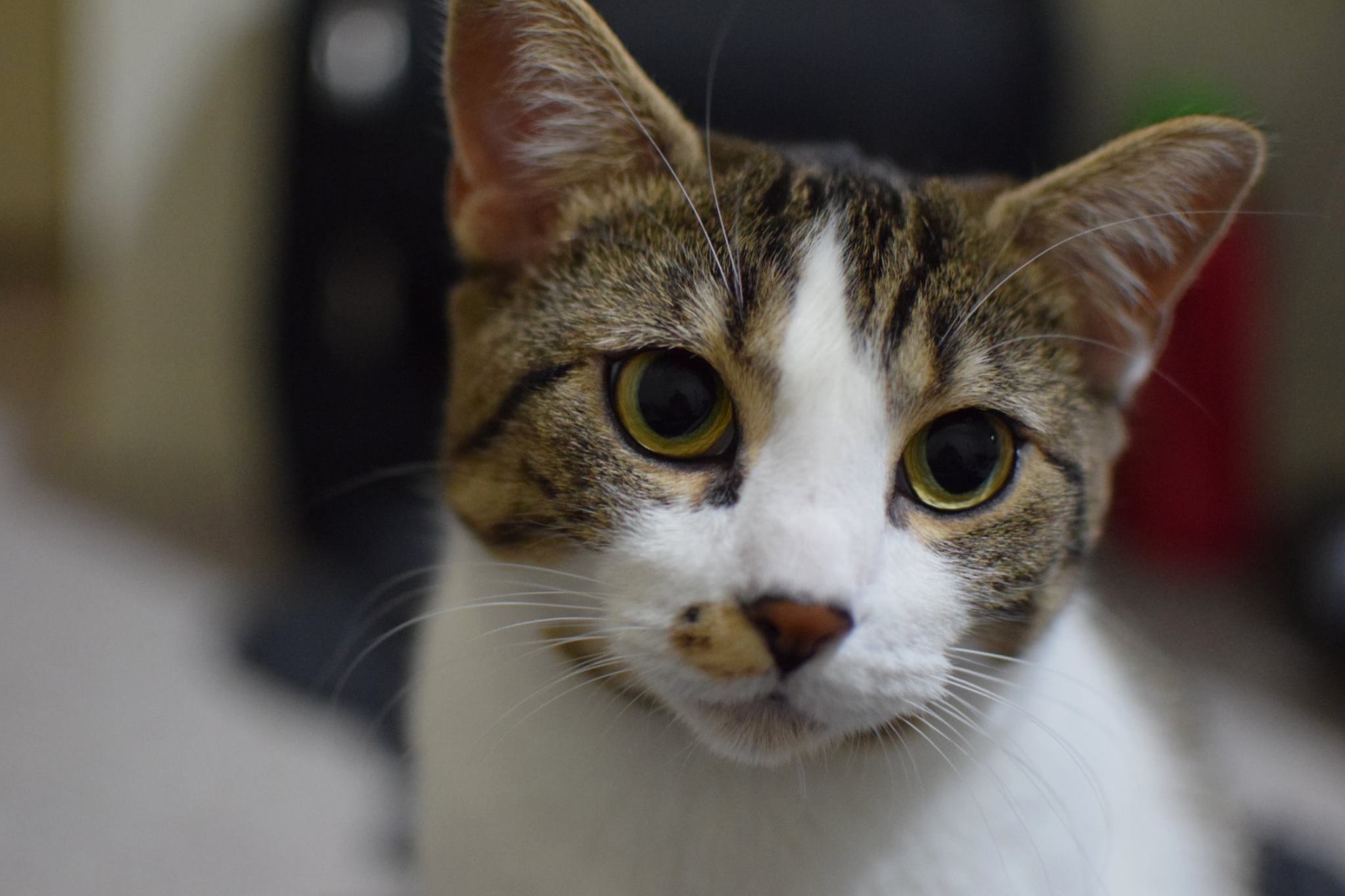 I Took This Nice Close Up of My Cat Ellie.