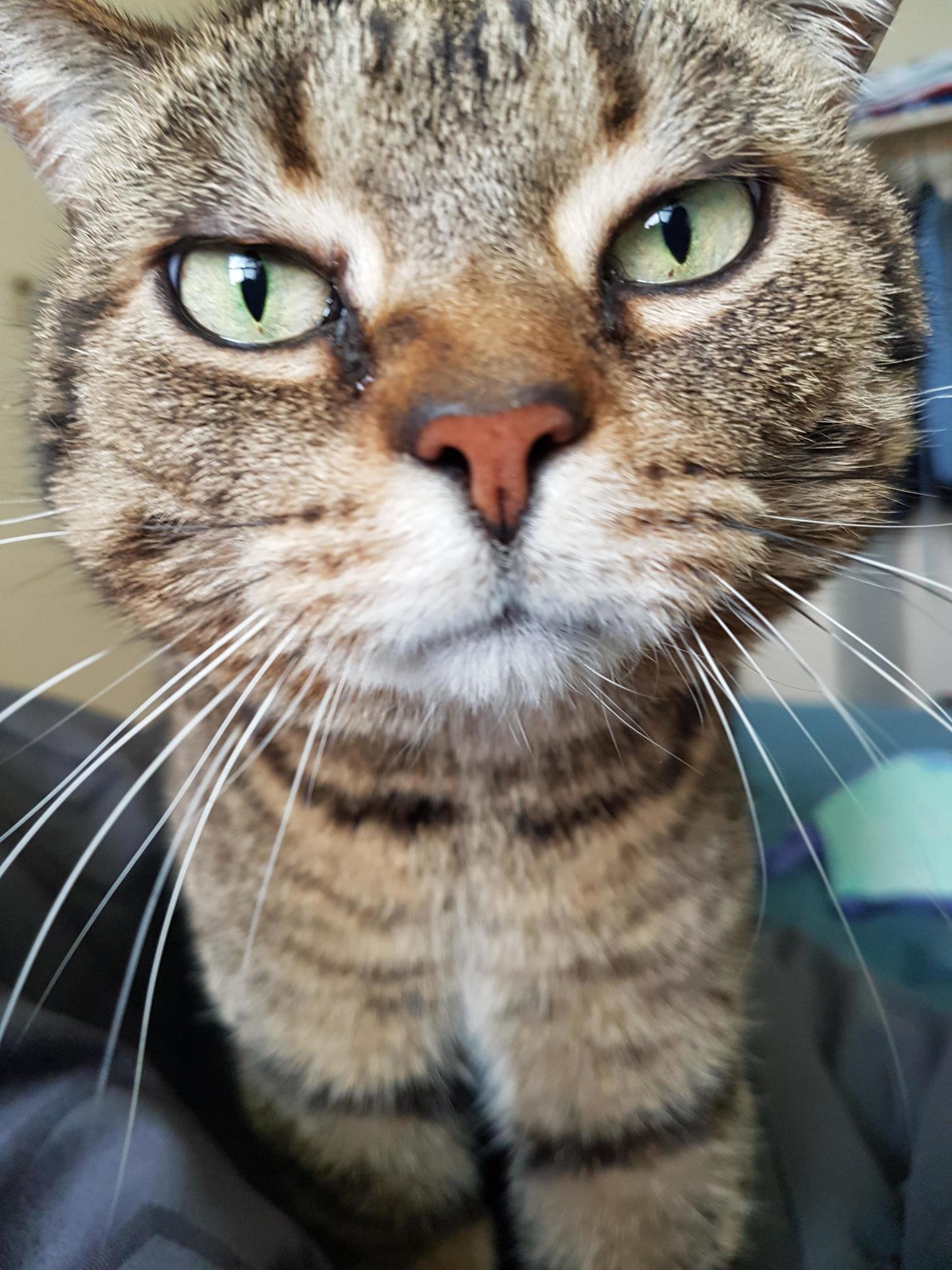 I Used to Hate Cats Until I Met This Little Fella. Meet Kingston