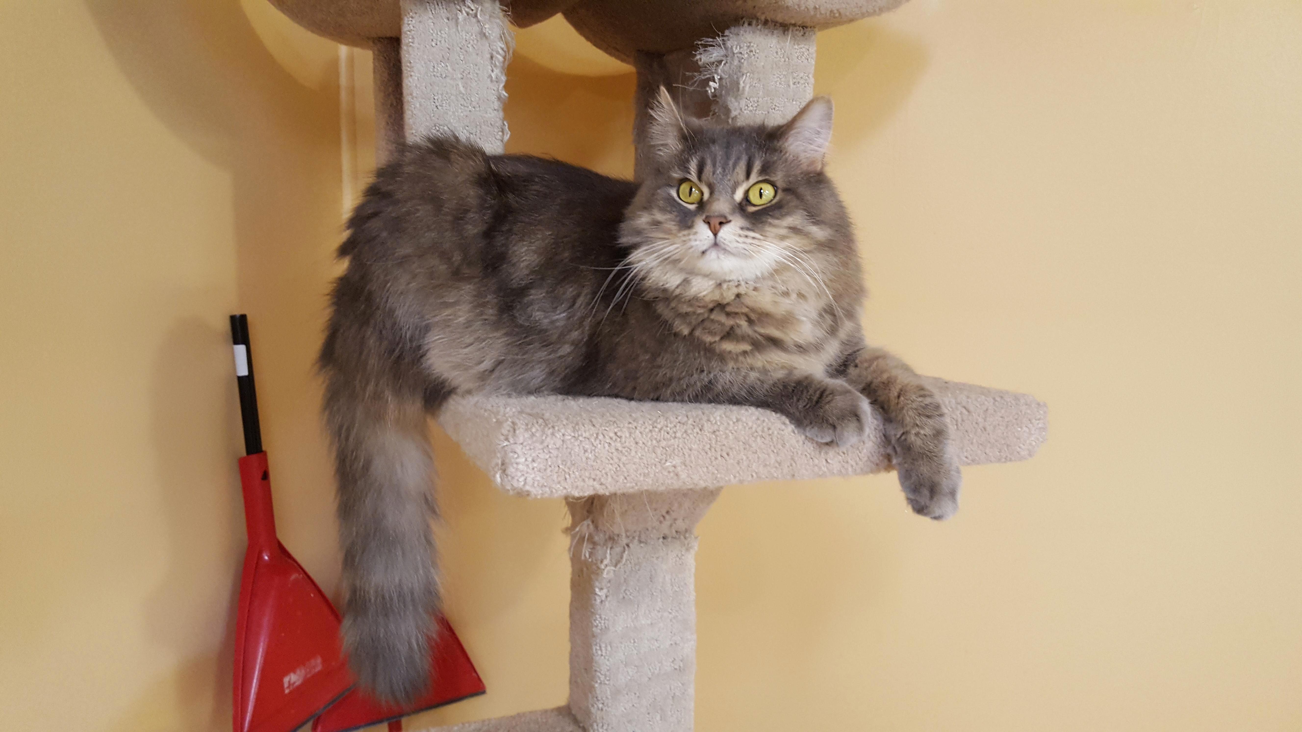 I Was Asked for More of Poof - So Here Is the Fluffy Villain in Thought of Taking Over the World