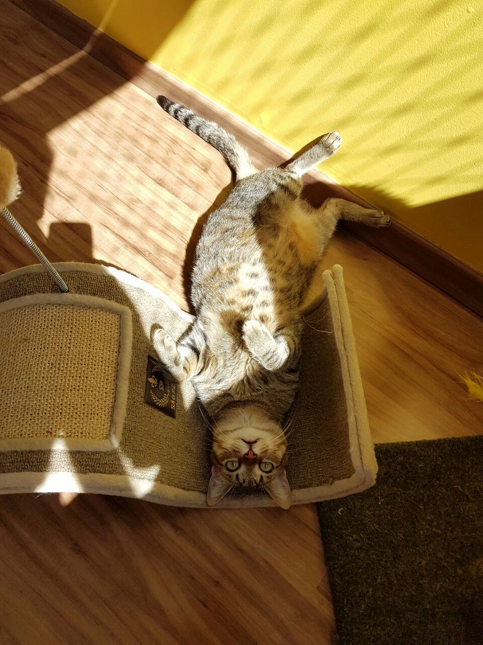 I Was Just Sunbathing... I Swears