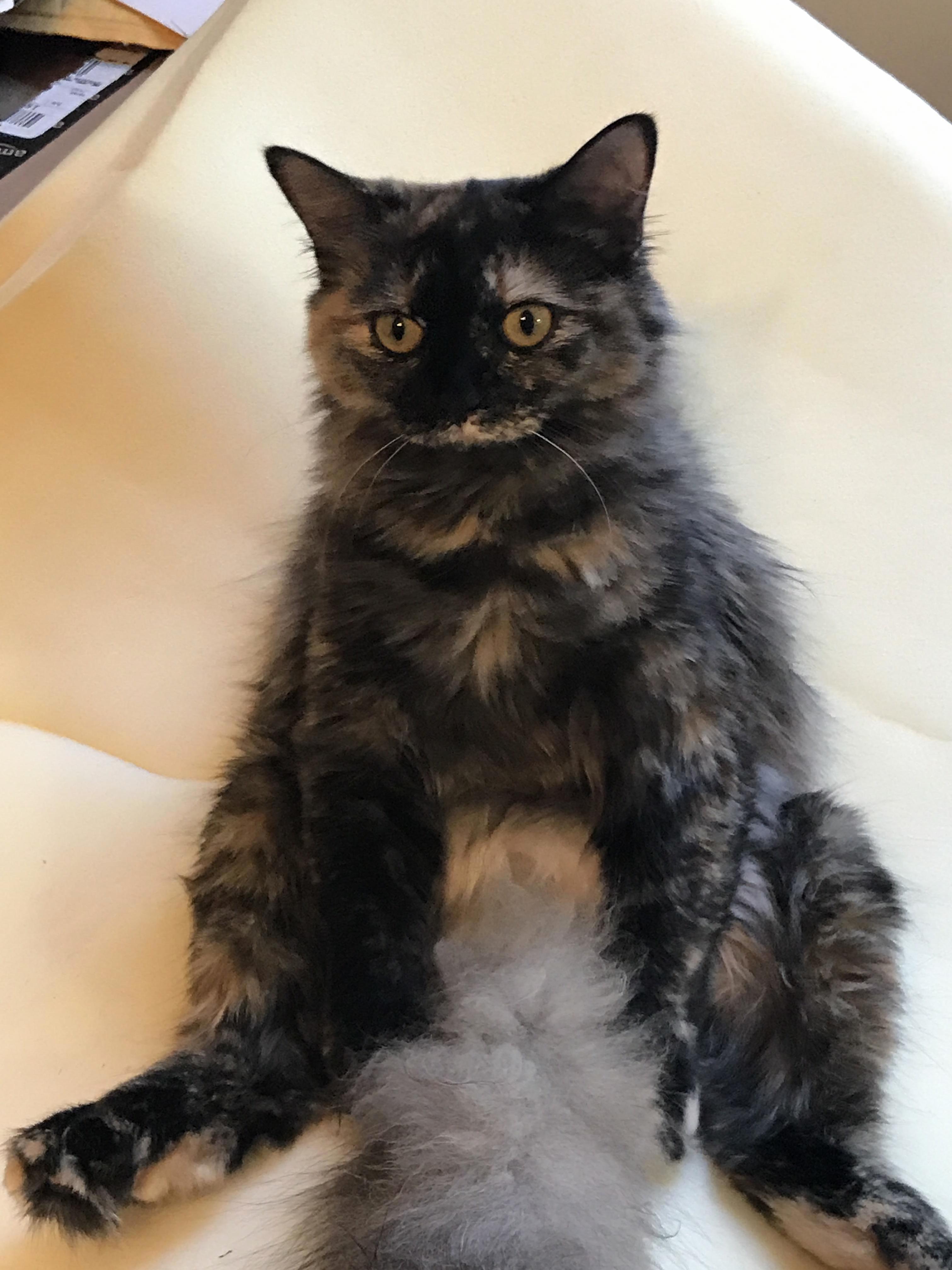 I Was Making Chicken Soup As She Sat Like This. Waiting.