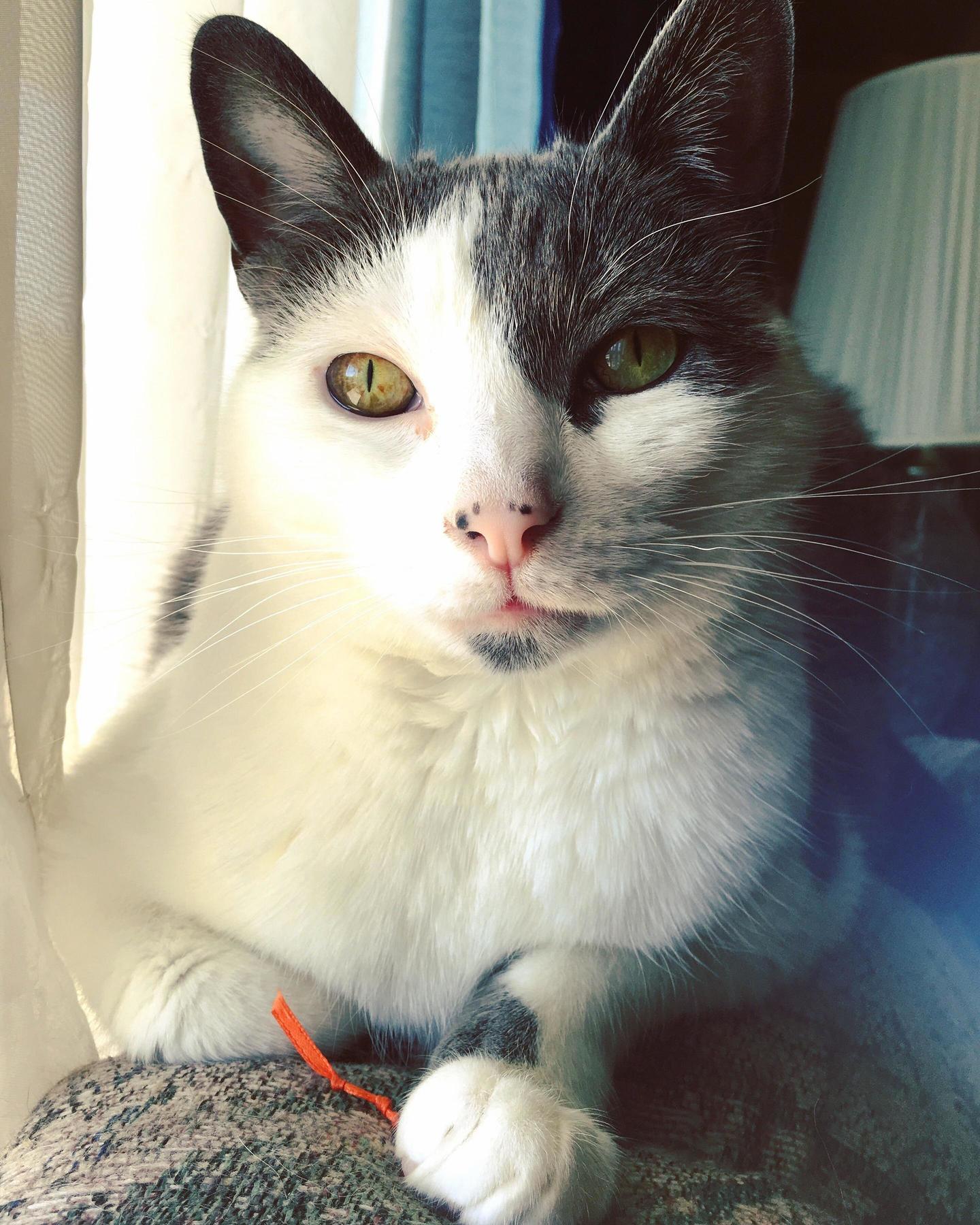 I Wish I Were Like Half As Photogenic As My Cat Kevin