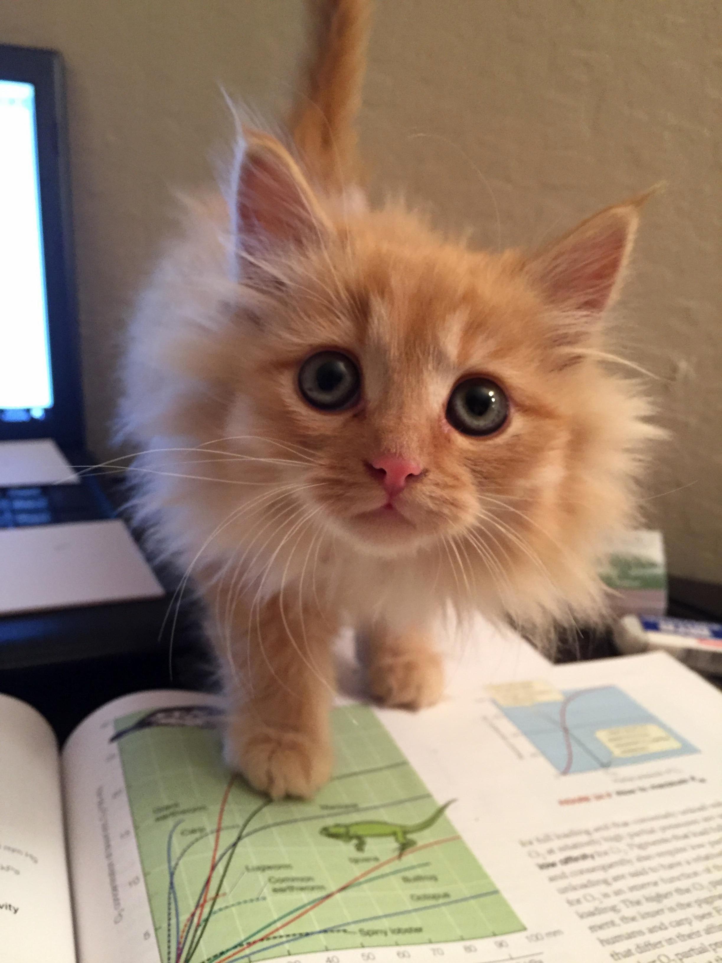 I Work for an Animal Shelter So Sometimes I Foster Kittens. Meet Sunflower.