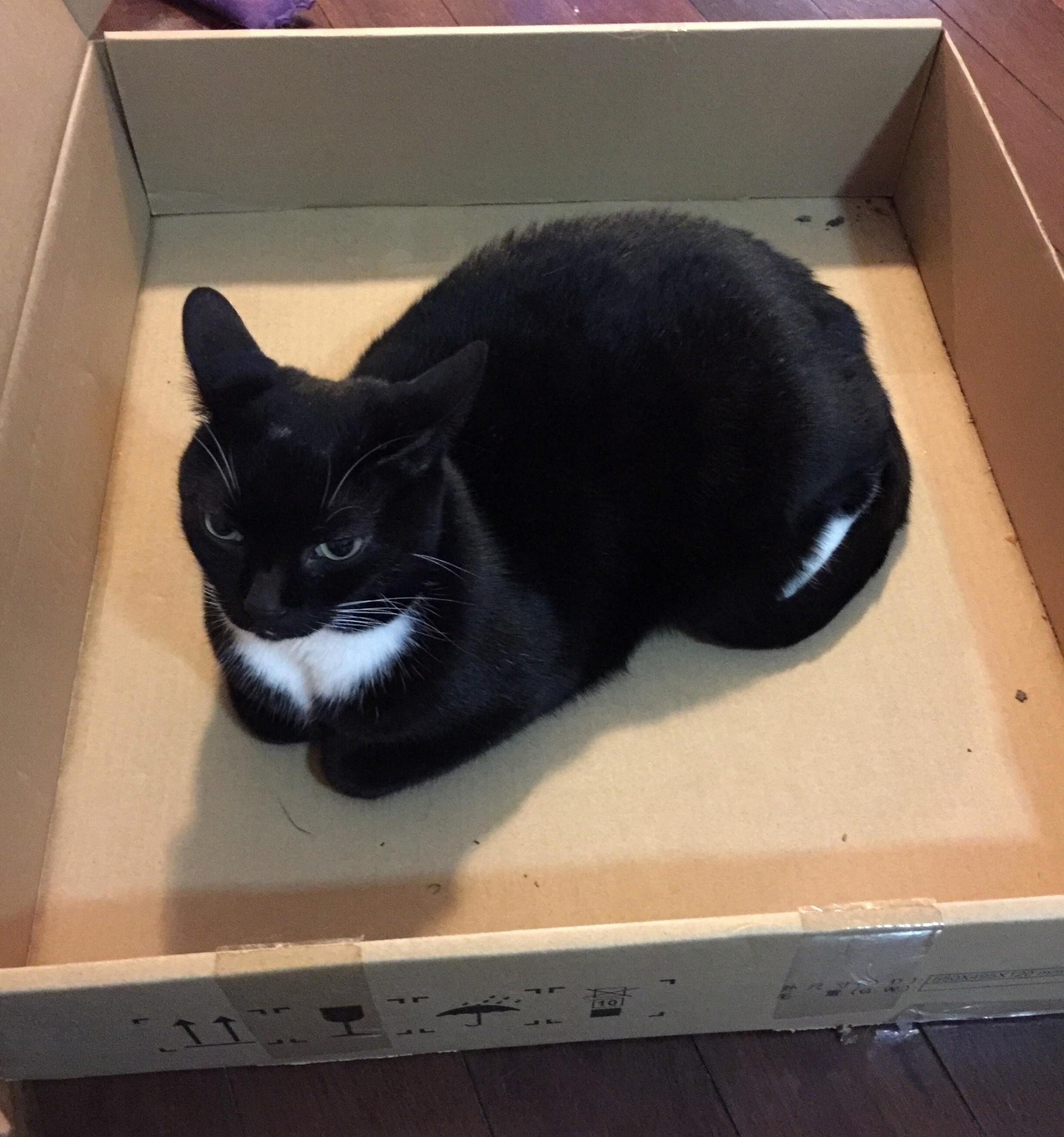 If I Fits with Lots of Room to Spare I Sits.