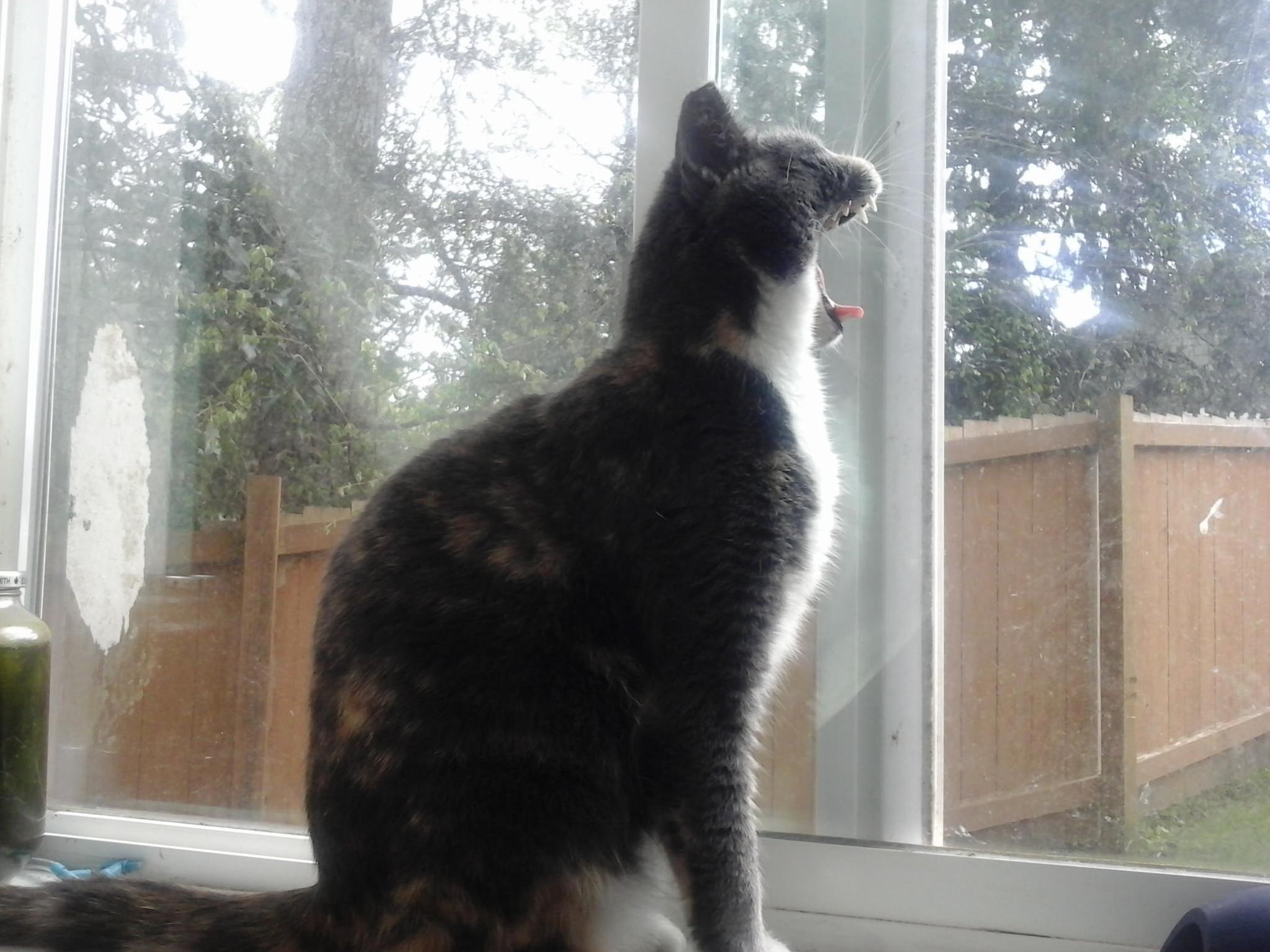 Im Awake-posted Up Spotting Yawning . . .