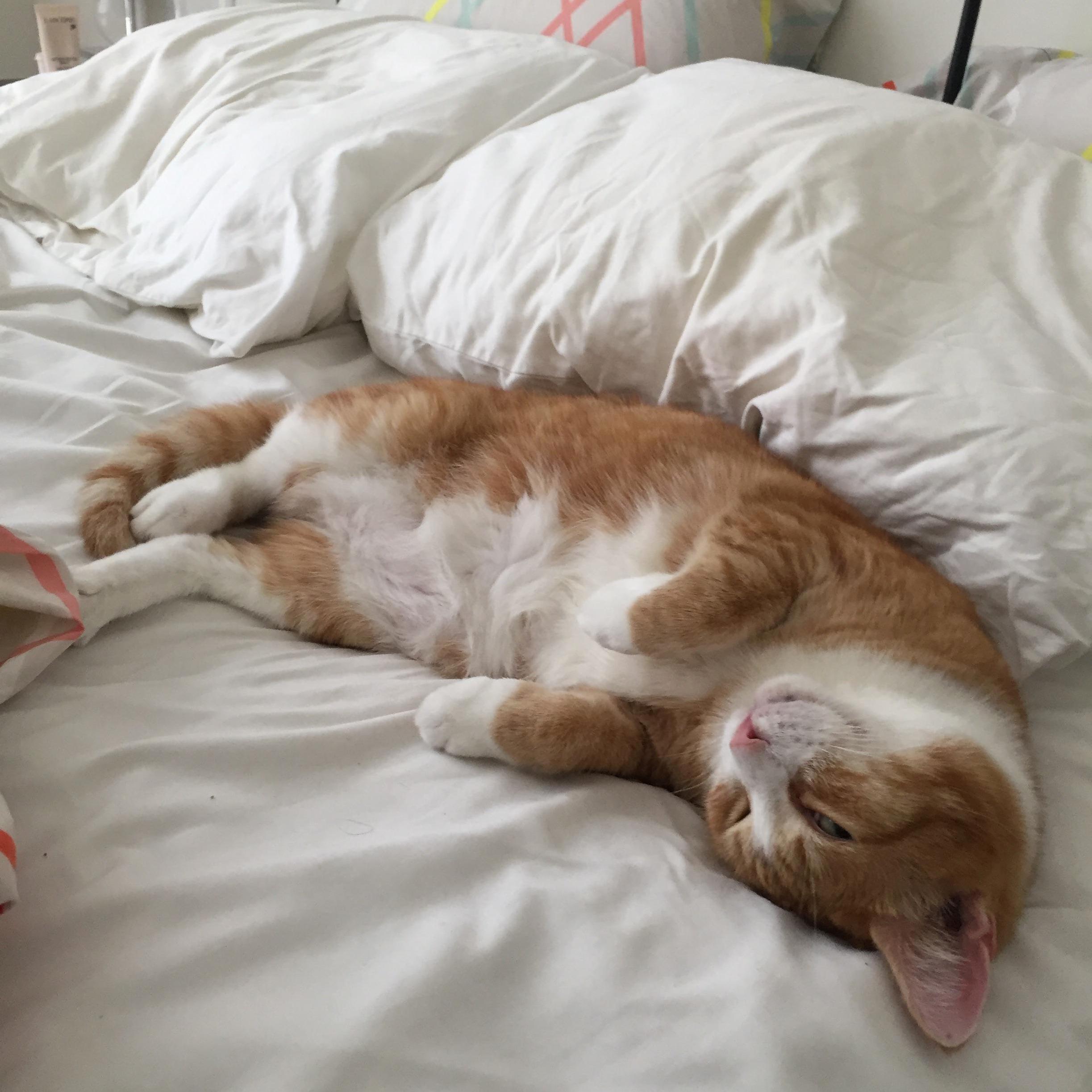 Im Expected to Go to Work Even Though This Belly Clearly Wants Me to Stay Home
