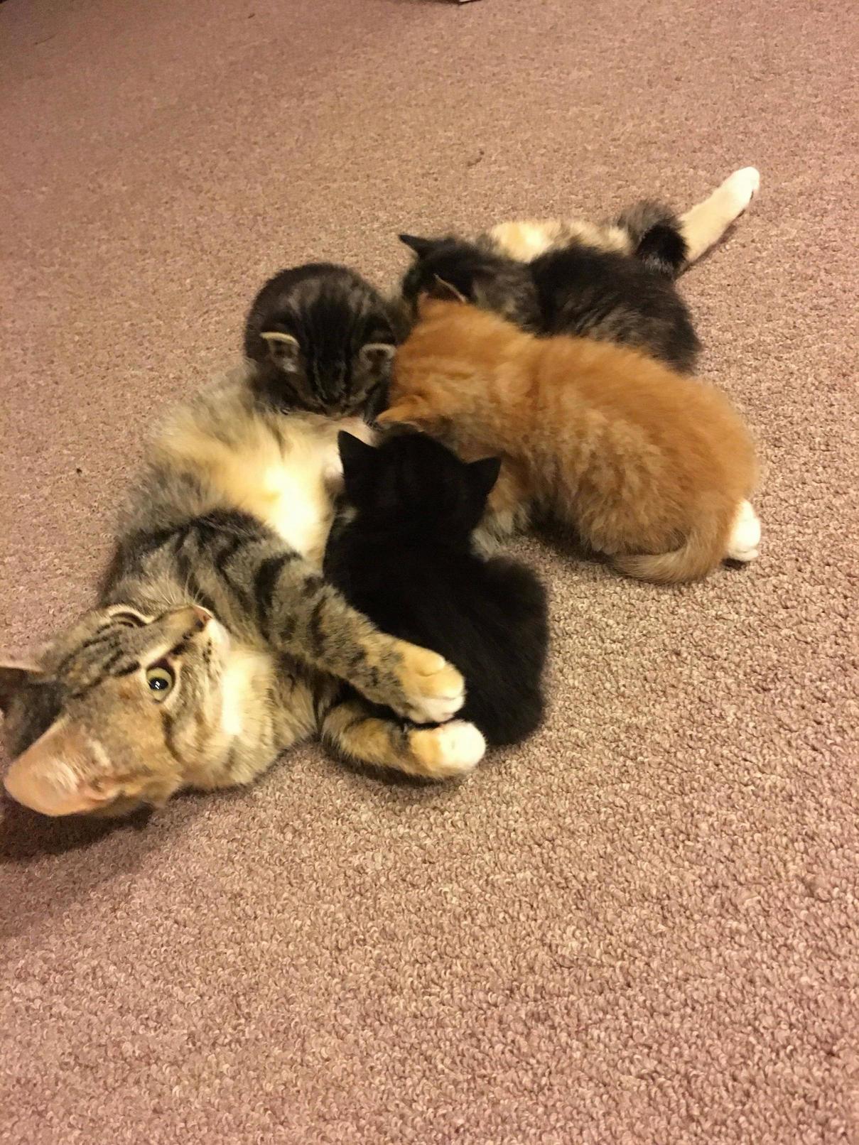 Im Fostering a Momma and Her Babies