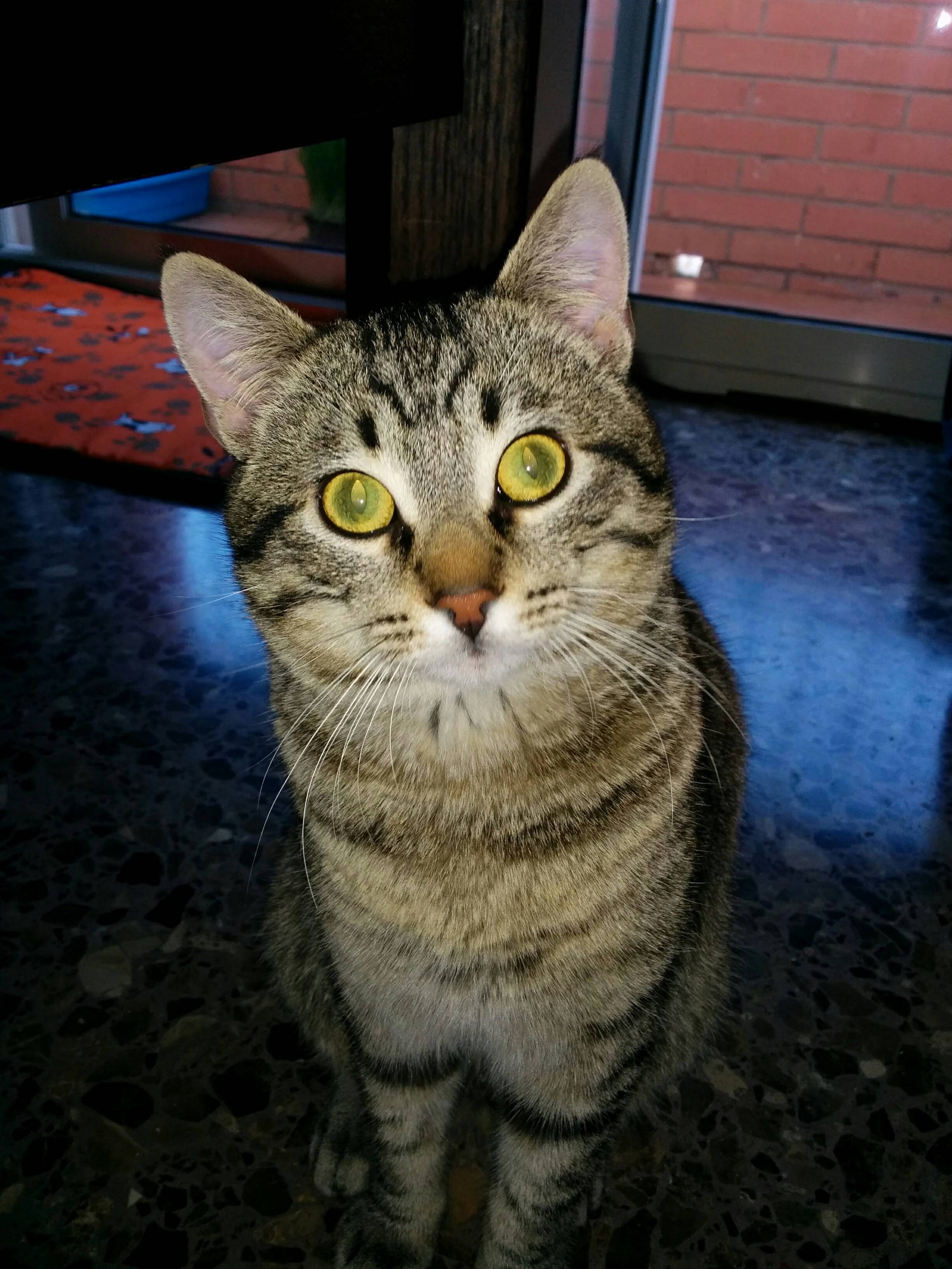 Im Looking at You Human....