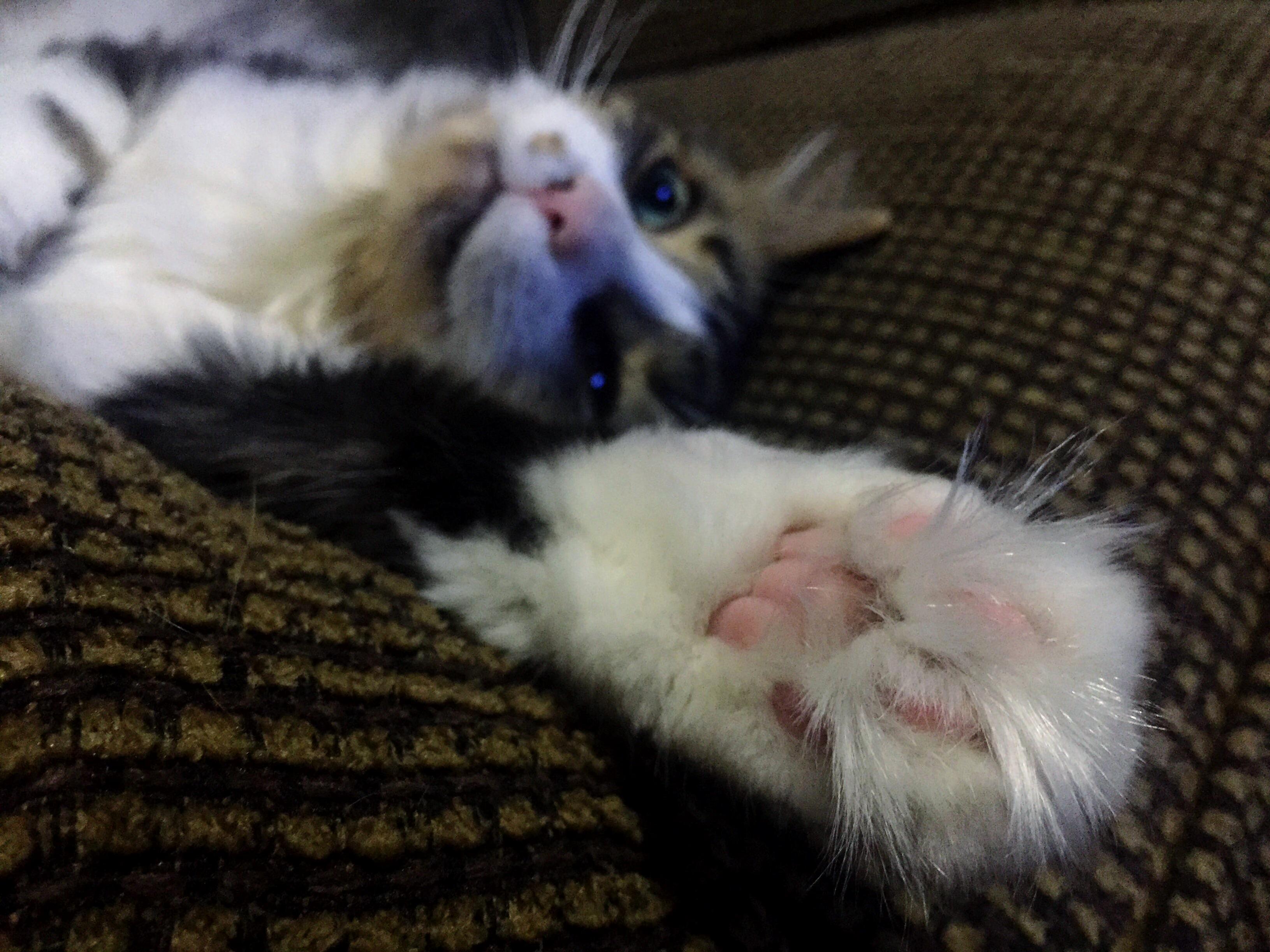 Im Pawsitive Shes Adorable