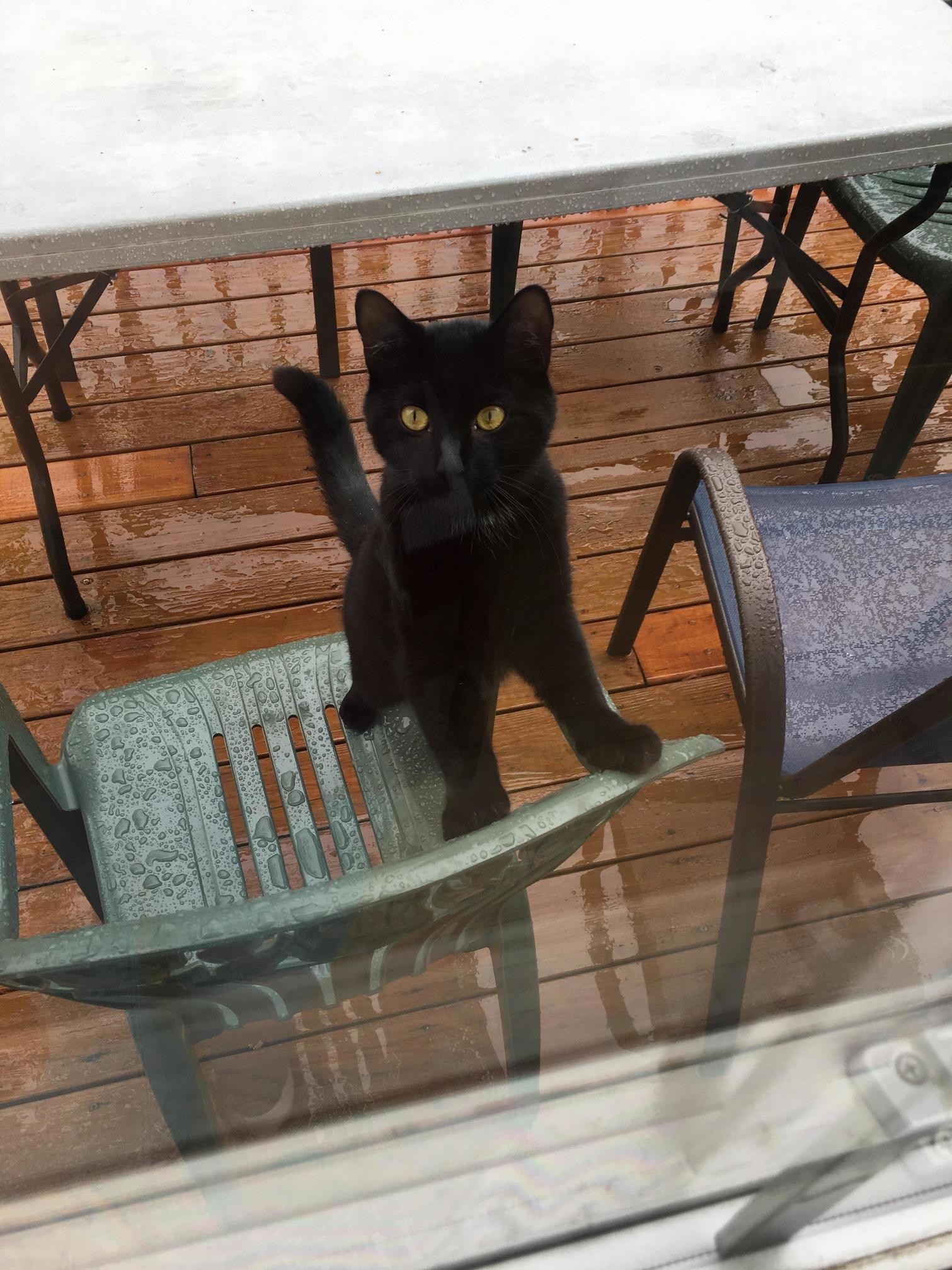 Inquisitive Juju