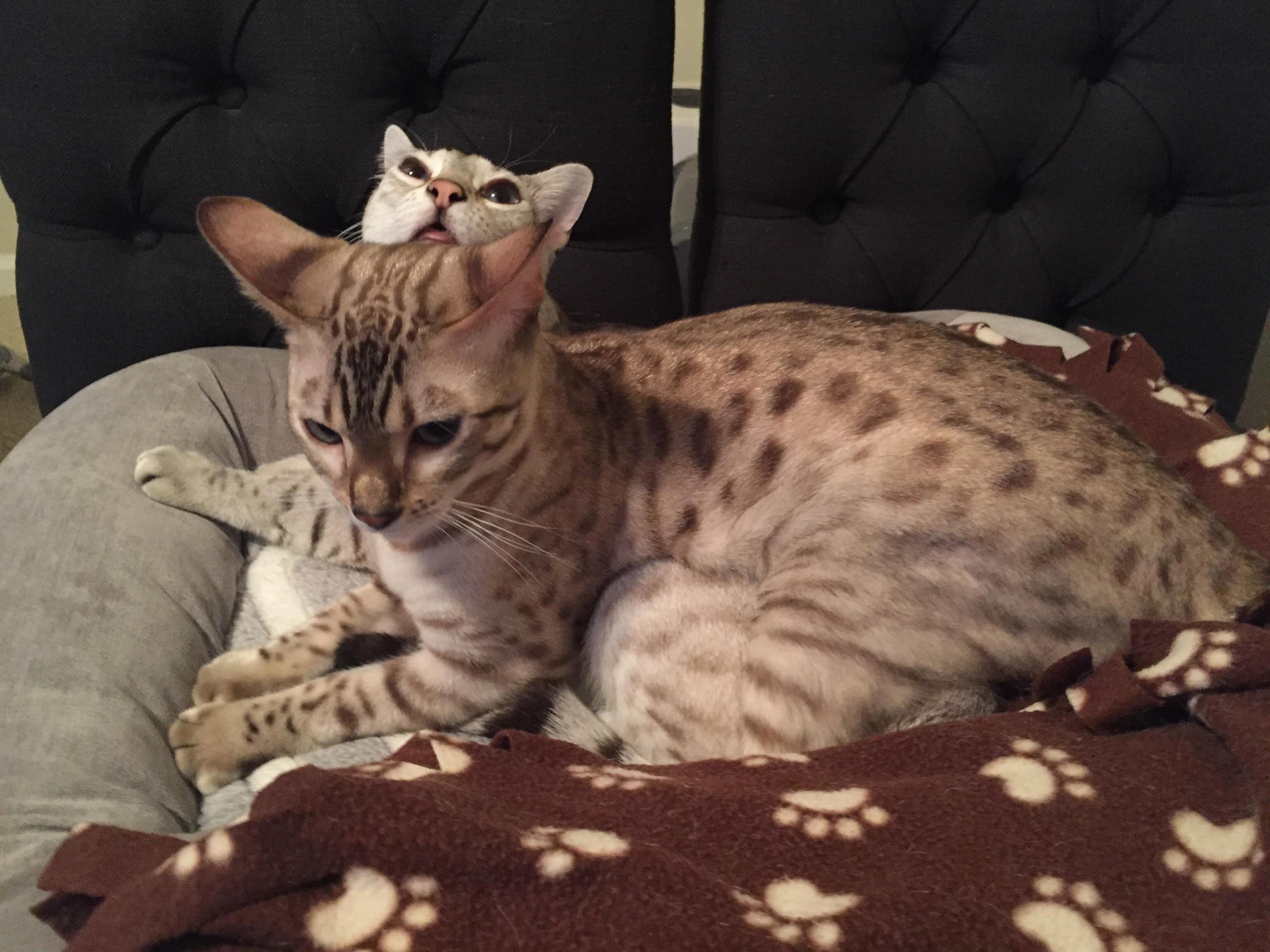 Iris and Woodrow Love Cuddling