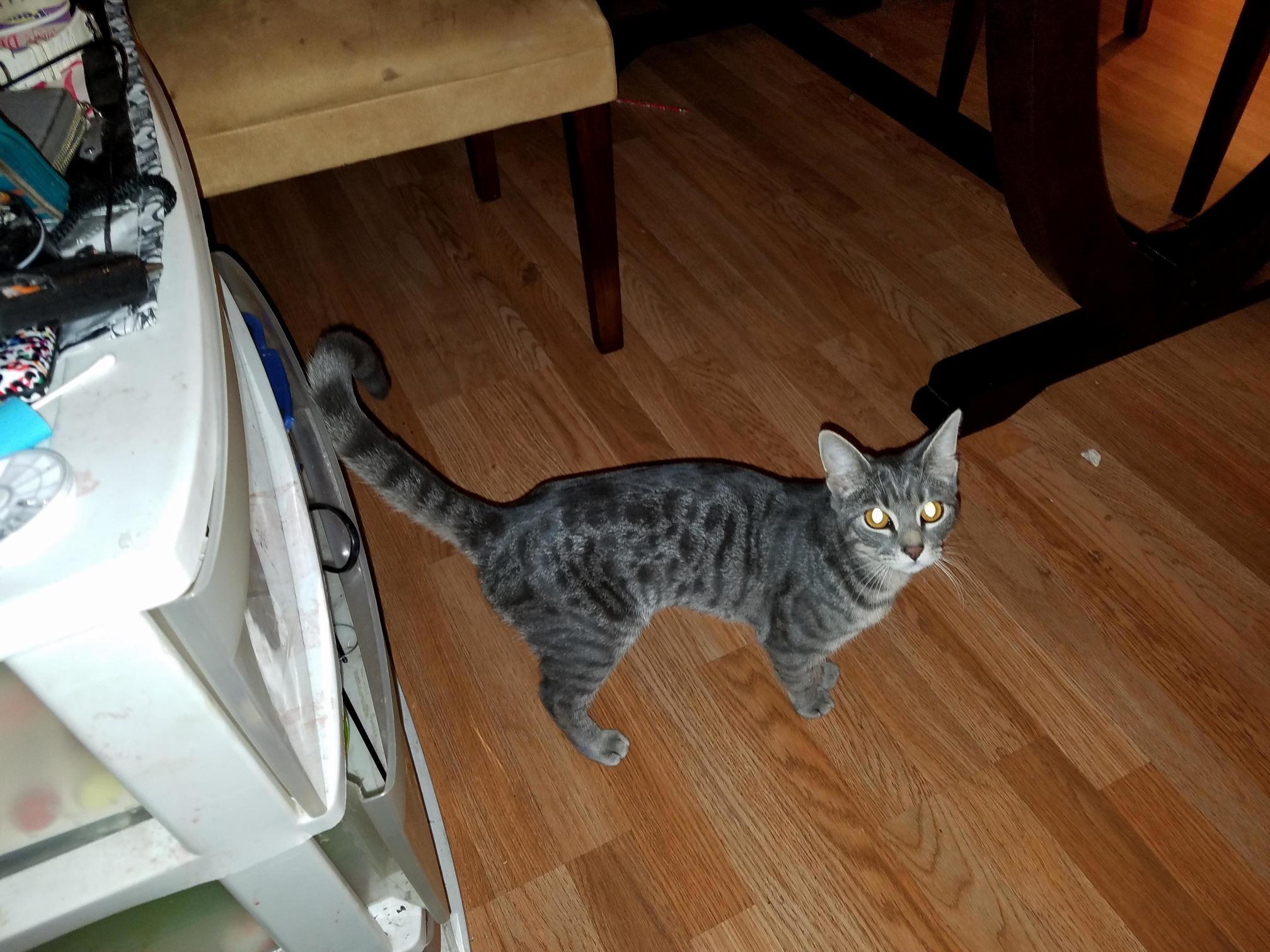 Is My Cat a Bengal Cat