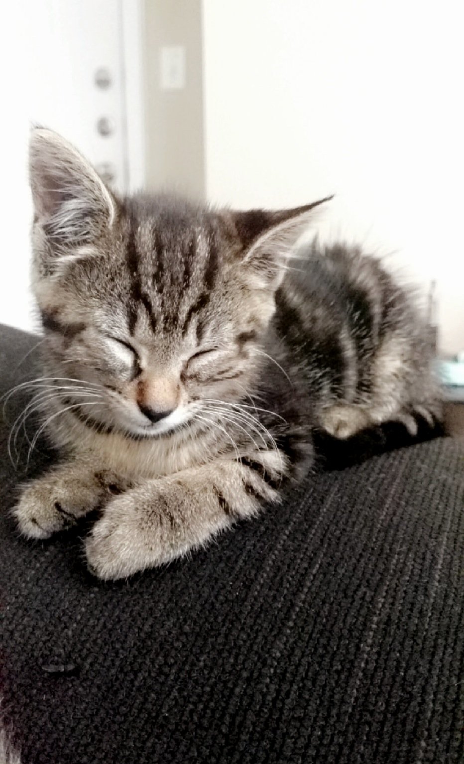 Is My Cat a Chinese Li Hau Thanks in Advance