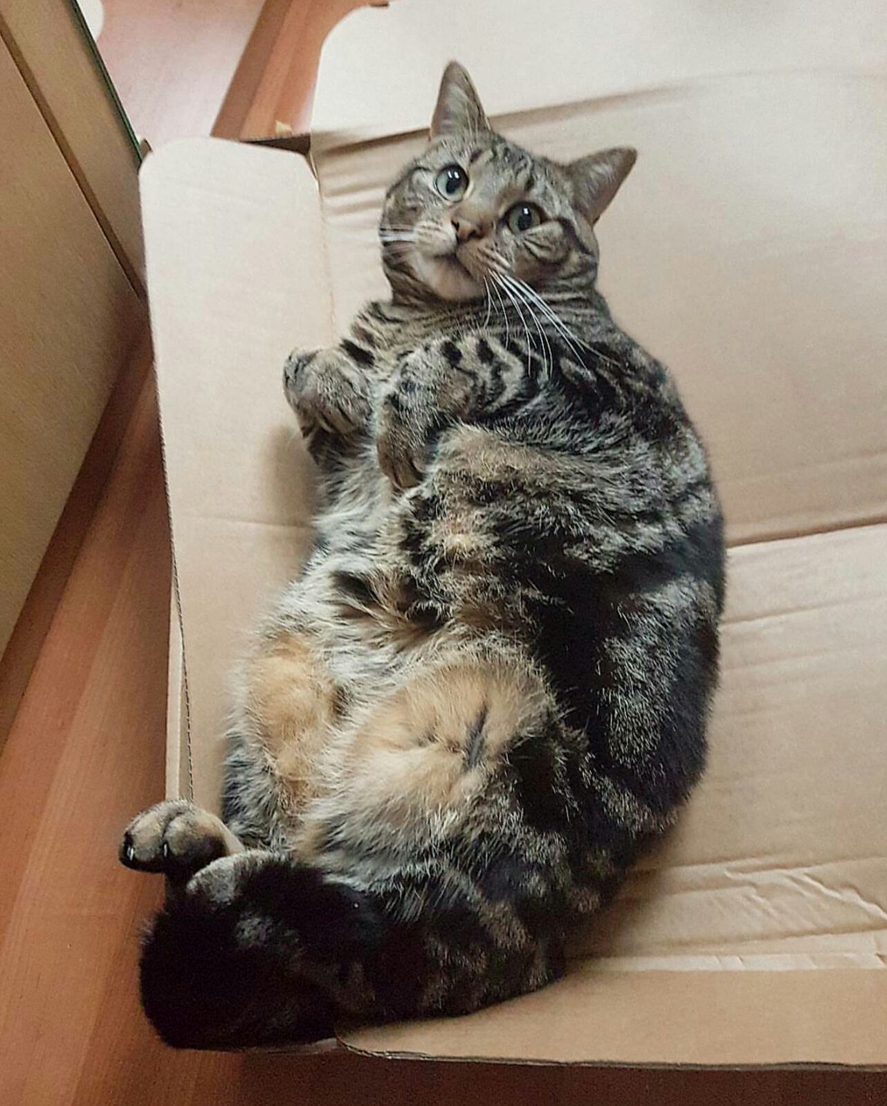 Is My Cat Fat