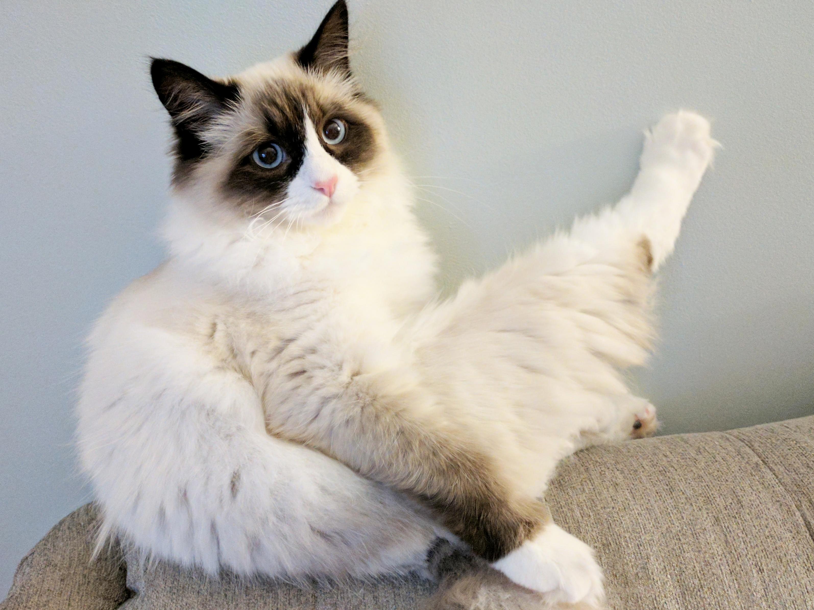 Is There an Rcatsdoingyoga Just Found My Cat in Boat Pose. No Downward Dogs Here.