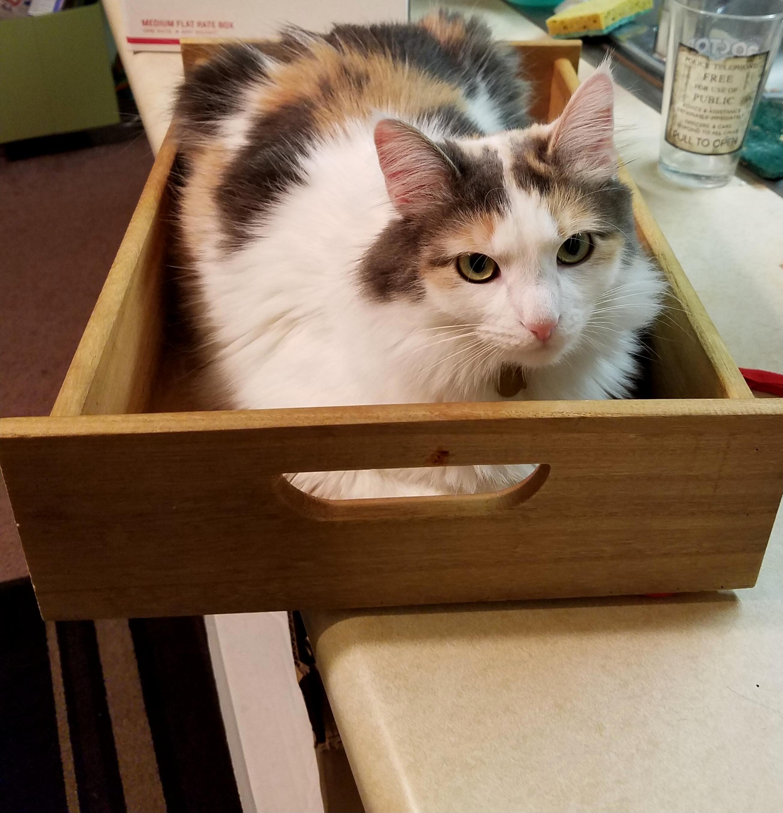 It Doesnt Count As Being on the Counter If Im in This Box