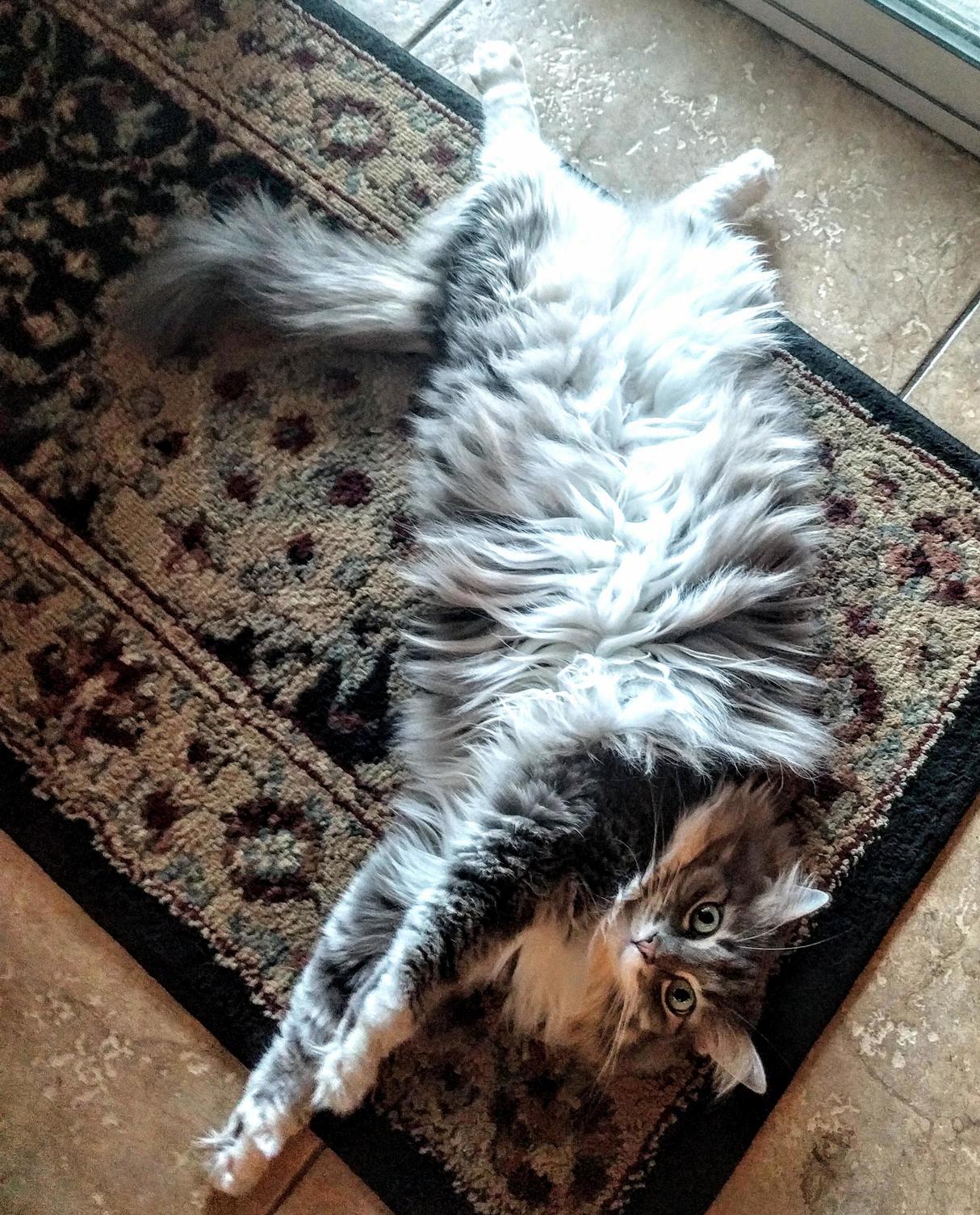 Its a Trap