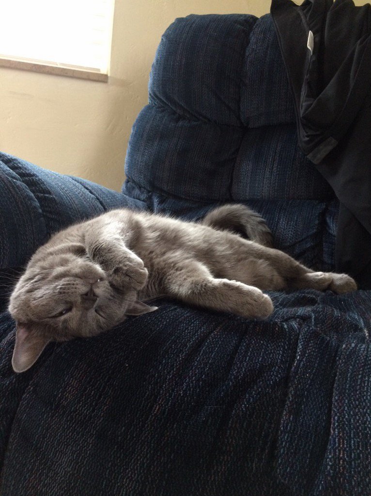 Its Good to Be a Cat