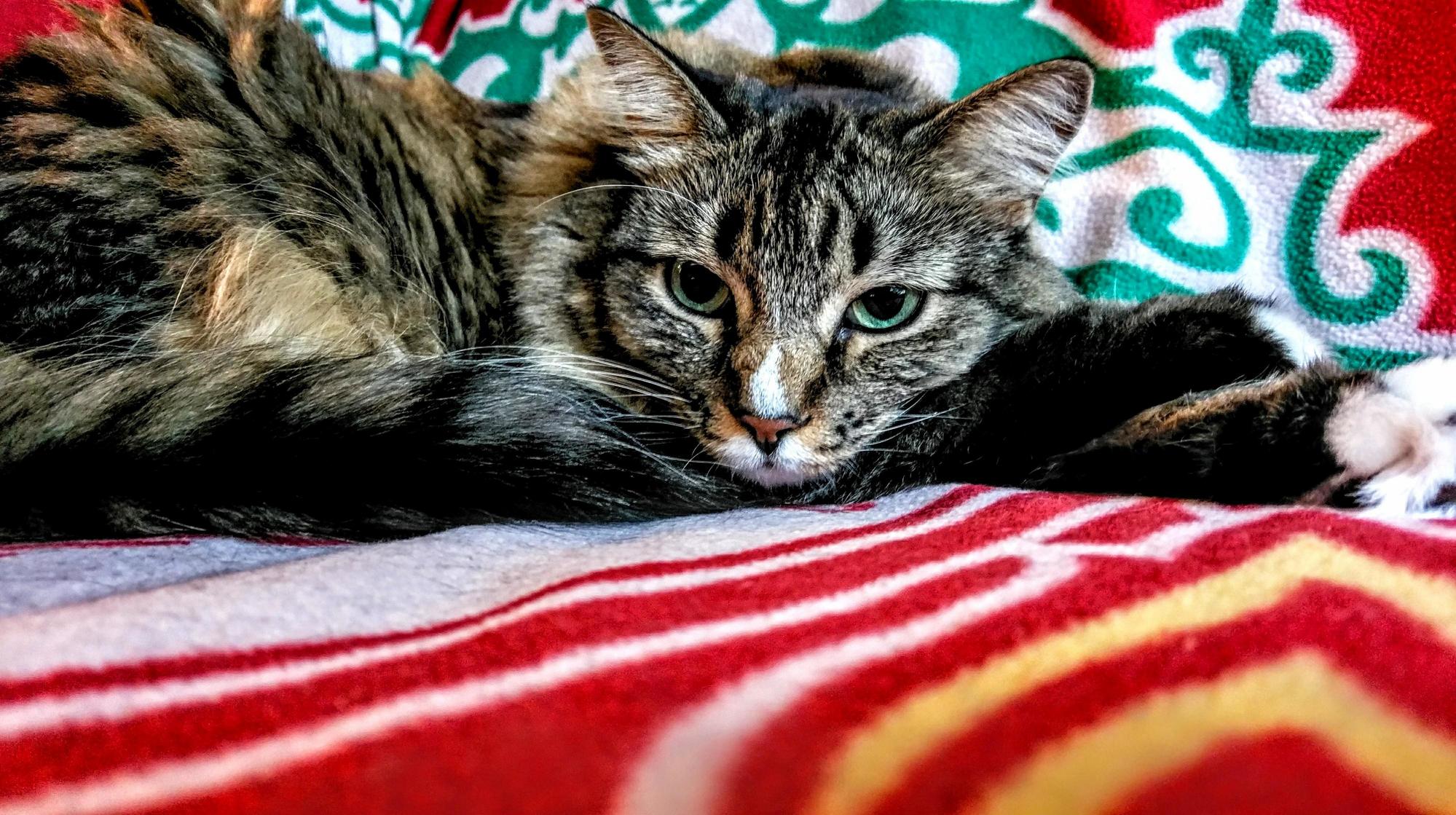 Its Possible That I Take Too Many Pictures of This Beautiful Cat.